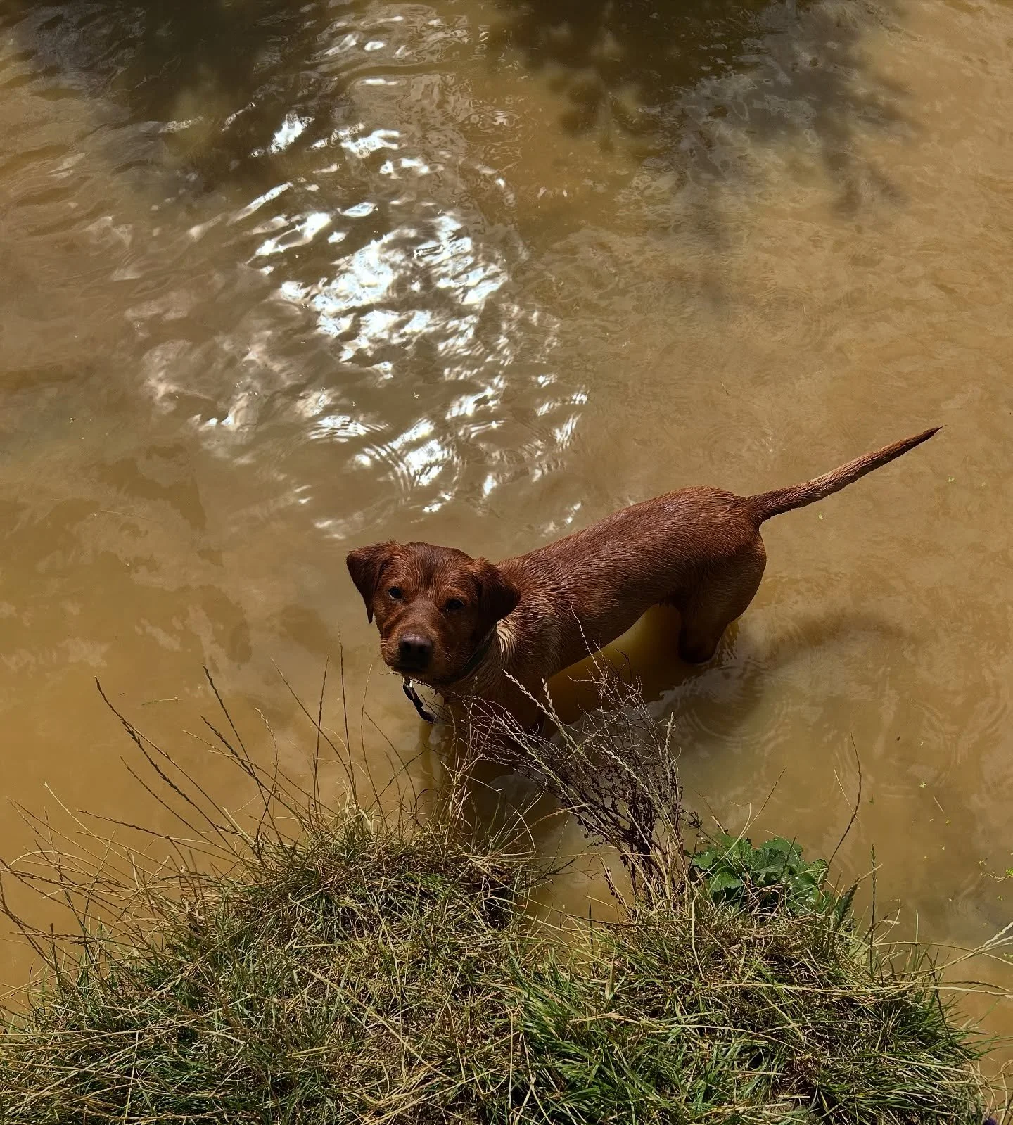 A lesson learnt from today’s walks; bring extra balls…. And frisbees don’t float, they sink (sorry Teddy) 🤣🐾
•
•
•
www.abbiesdogwalking.co.uk
#abbiesdogwalking #abbiesdogtraining #gloucesterdogwalker #gloucesterd