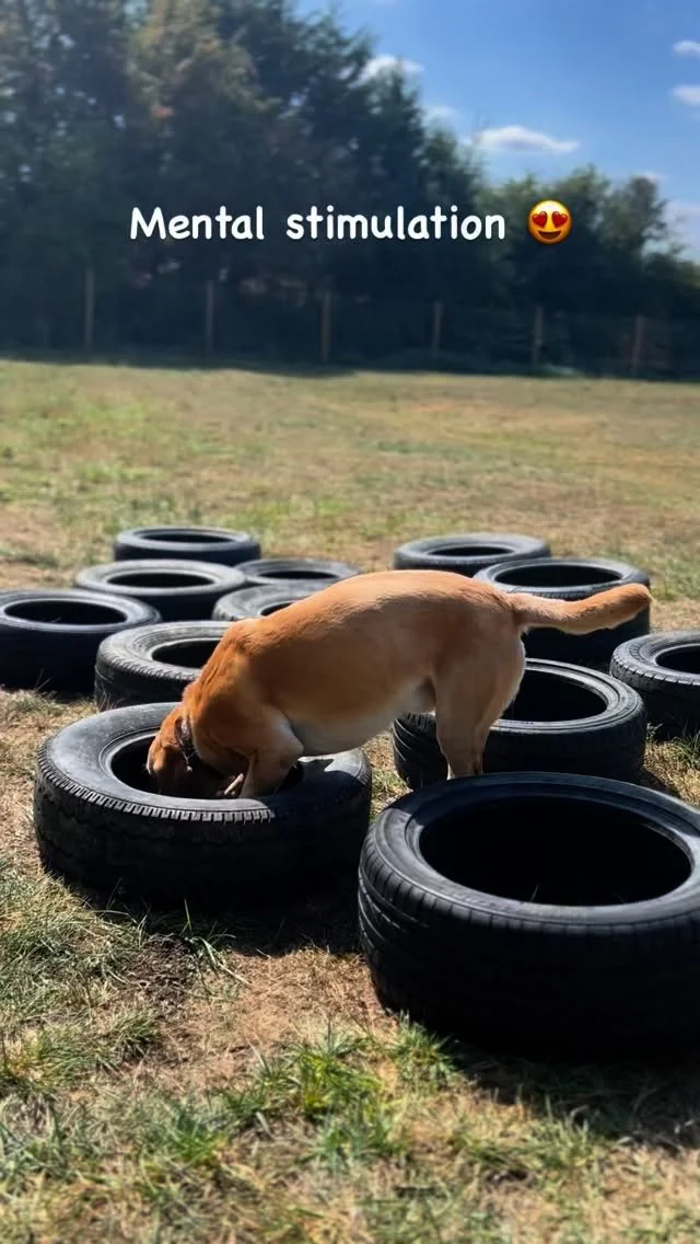 You’ll often see me say I incorporate mental stimulation into our walks, but what does that mean?… ❓
Mental stimulation is simply providing activities to work your pets mind as well as their body! It’s all about giving them opport