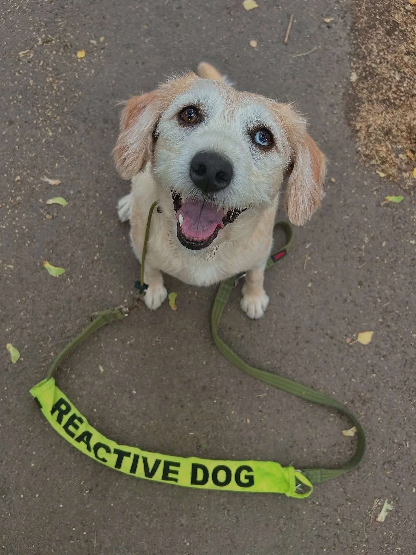 Whilst we love showing off our dynamic groups Trix here is showing off another very important service of ours - solo walks!
Not every dog is happy with walking in a group and that’s OKAY! 😁🐾
We offer solo walks at a reduced availability fo