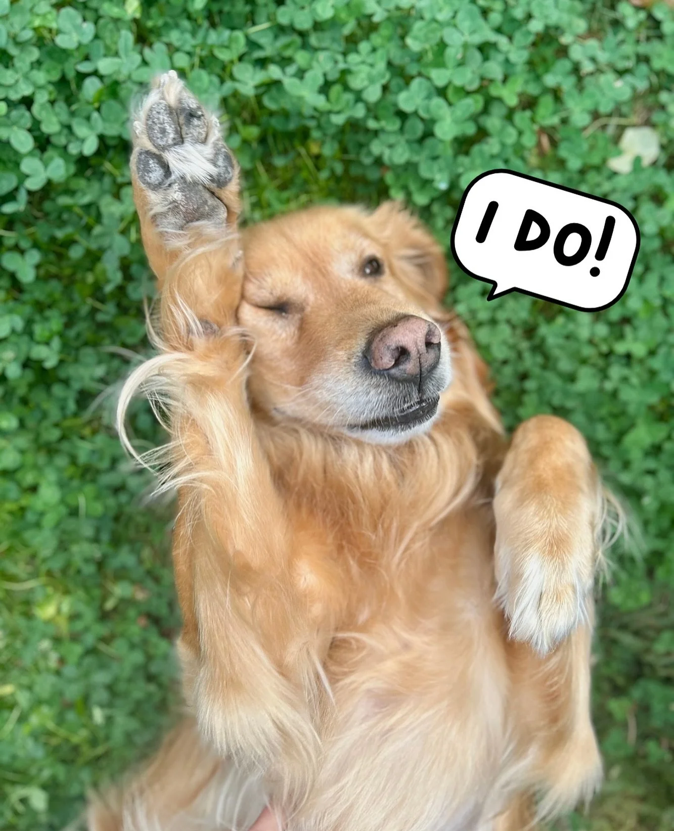 Who wants to know a helpful dog walking tip? 👀
Try and walk your dog before meals instead of after!
This will assist with motivation when training, focus / engagement, food motivation and you’ll avoid any tummy troubles that can occur when