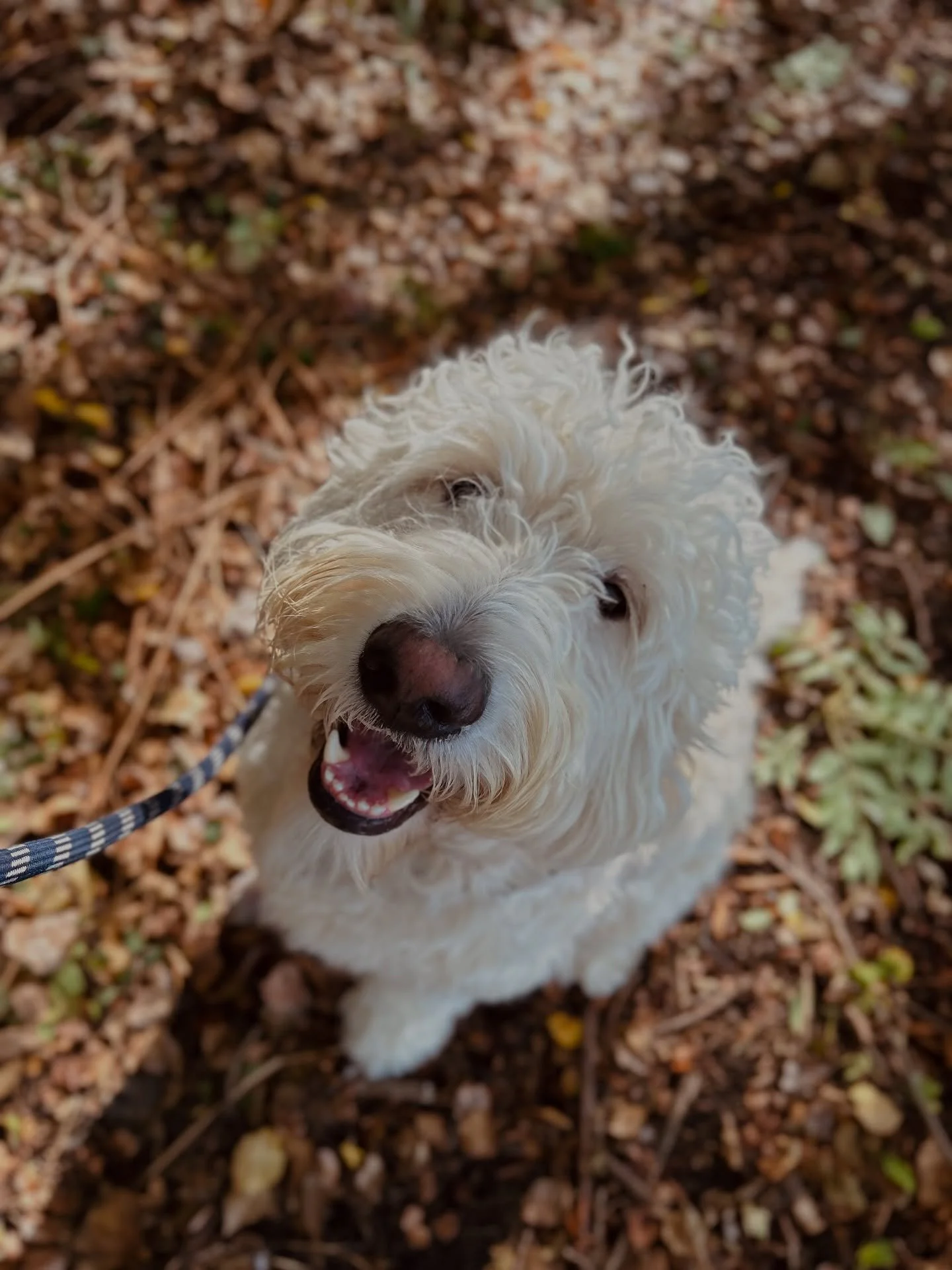 Winston showing off our first “Autumnly” photo of the year and the end of summer! Who else can’t wait for the cooler weather? 😍🍂
•
•
•
www.abbiesdogwalking.co.uk
#abbiesdogwalking #abbiesdogtraining #gloucesterdog