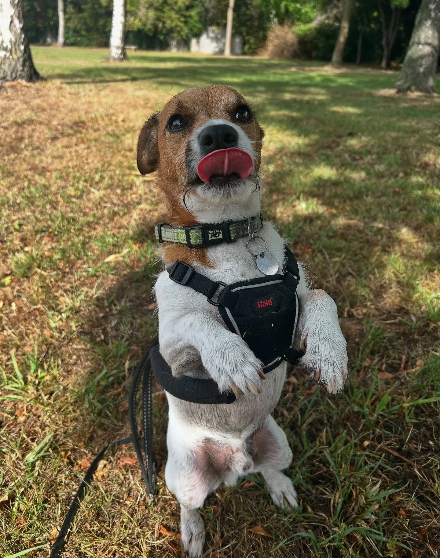 Big welcome to Benson who is joining us twice a week starting today! Isn’t he adorable? 🥹🐾
•
•
•
www.abbiesdogwalking.co.uk
#abbiesdogwalking #abbiesdogtraining #gloucesterdogwalker #gloucesterdogwalking #dogwalkersgloucester