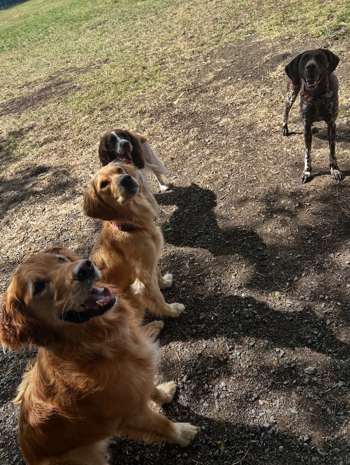 Another brilliant Monday over at @abbiesdogwalkinguk 😁🐾
We still have spaces on our Monday & Friday group walks so send us a message to get booked in! 👀🐾
•
•
•
www.abbiesdogwalking.co.uk
#abbiesdogwalking #abbiesdogtraining