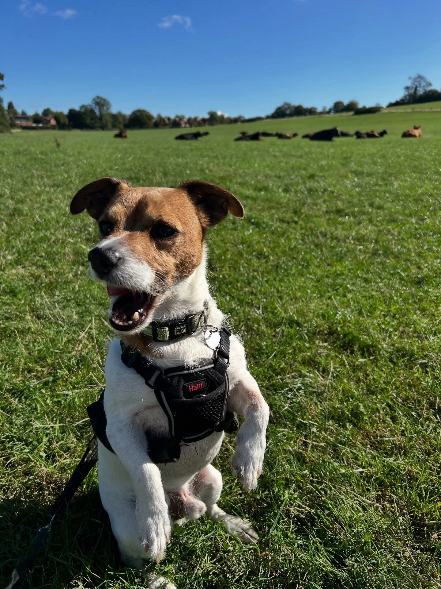 Benson is a little shocked at how big the cows are… 🤣🫣
•
•
•
www.abbiesdogwalking.co.uk
#abbiesdogwalking #abbiesdogtraining #gloucesterdogwalker #gloucesterdogwalking #dogwalkersgloucester #dogprofessionalsgloucester #church