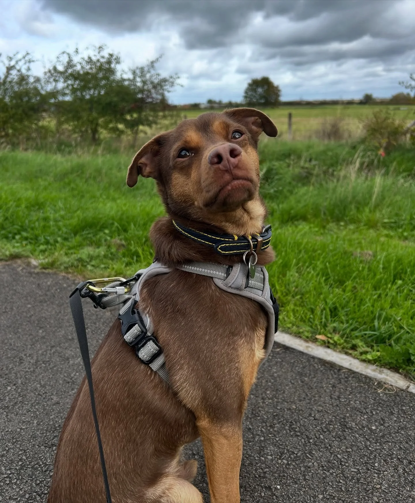 Welcome Ralphie to the pack! Can anyone guess what breeds he is? I couldn’t… 👀🐾
•
•
•
www.abbiesdogwalking.co.uk
#abbiesdogwalking #abbiesdogtraining #gloucesterdogwalker #gloucesterdogwalking #dogwalkersgloucester #do
