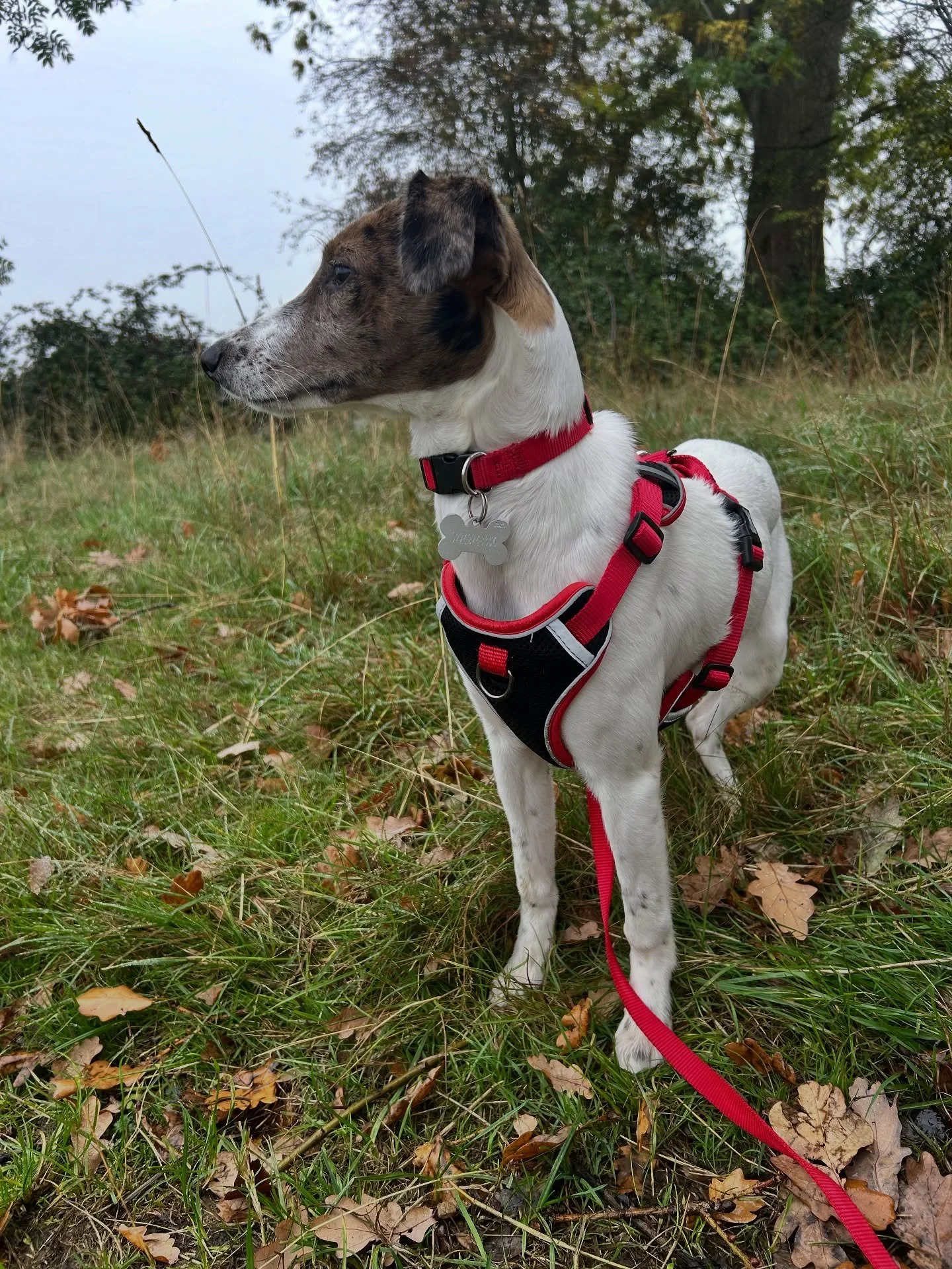 Big welcome to Millie the whippet! Millie is joining us for solo walks to help burn some of that puppy energy & so we can support her on her training journey, such a sweet puppy 🥹🐾
•
•
•
www.abbiesdogwalking.co.uk
#abbiesdogwal
