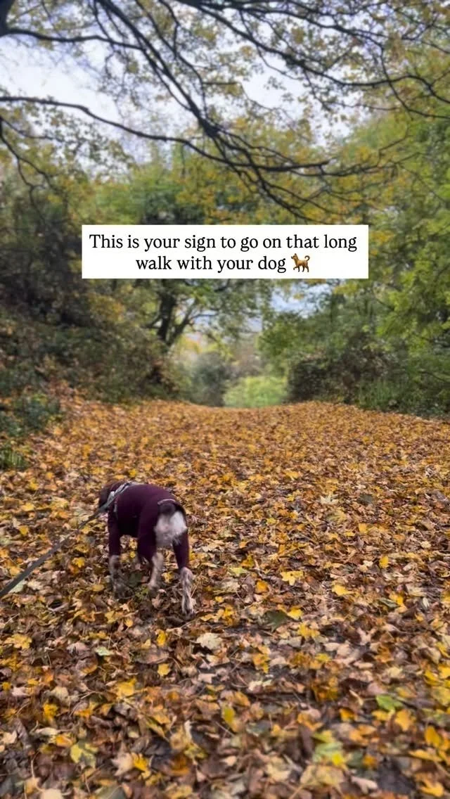 Autumn is the most beautiful time of year to go on a dog walk! But do you know the things you need to look out for?: 🍁
• Conkers & Nuts on the ground look cute but are toxic to dogs!
• Hidden bacteria in woodland floors (make sure to