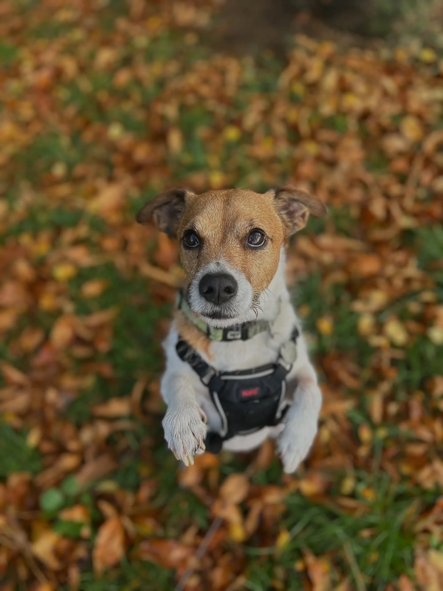 Some of our brilliant pups from today, it feels so good to see them when I haven’t seen them in so long! 🥹
Thankyou @hound.and.about for taking care of Teddy while I’ve been out 😁🐾
•
•
•
www.abbiesdogwalking.co.uk 
#abb