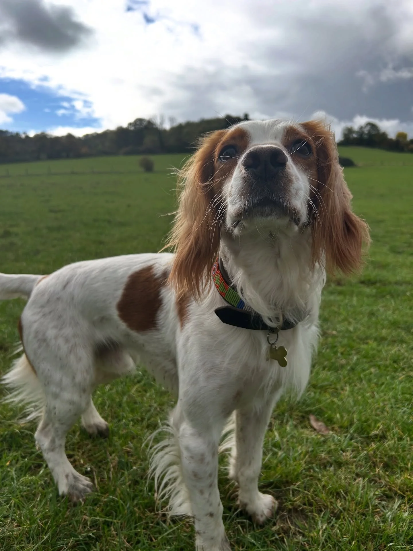 Oggie here is a part of our “adhoc” doggie group - which means that whilst we don’t see him on a regular basis, we still get to enjoy the occasional adventure every now and then! 
We love our adhoc pets! It gives you the freedom to