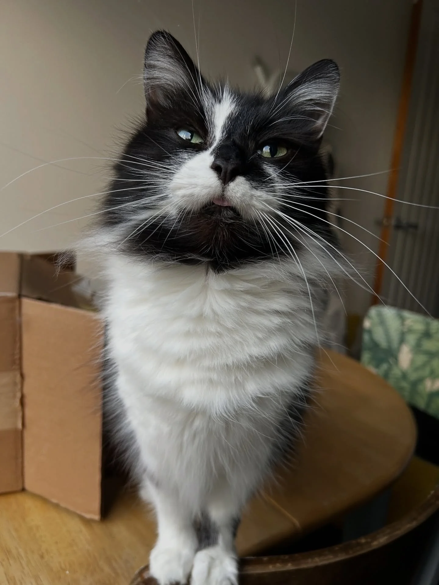 It’s been a weekend full of kitties this week with 6 cats we’ve been looking after so far! We absolutely adore our feline friends and always look forward to paying them a visit 🐱🐾 
We are trained in feline first aid, feline body langua