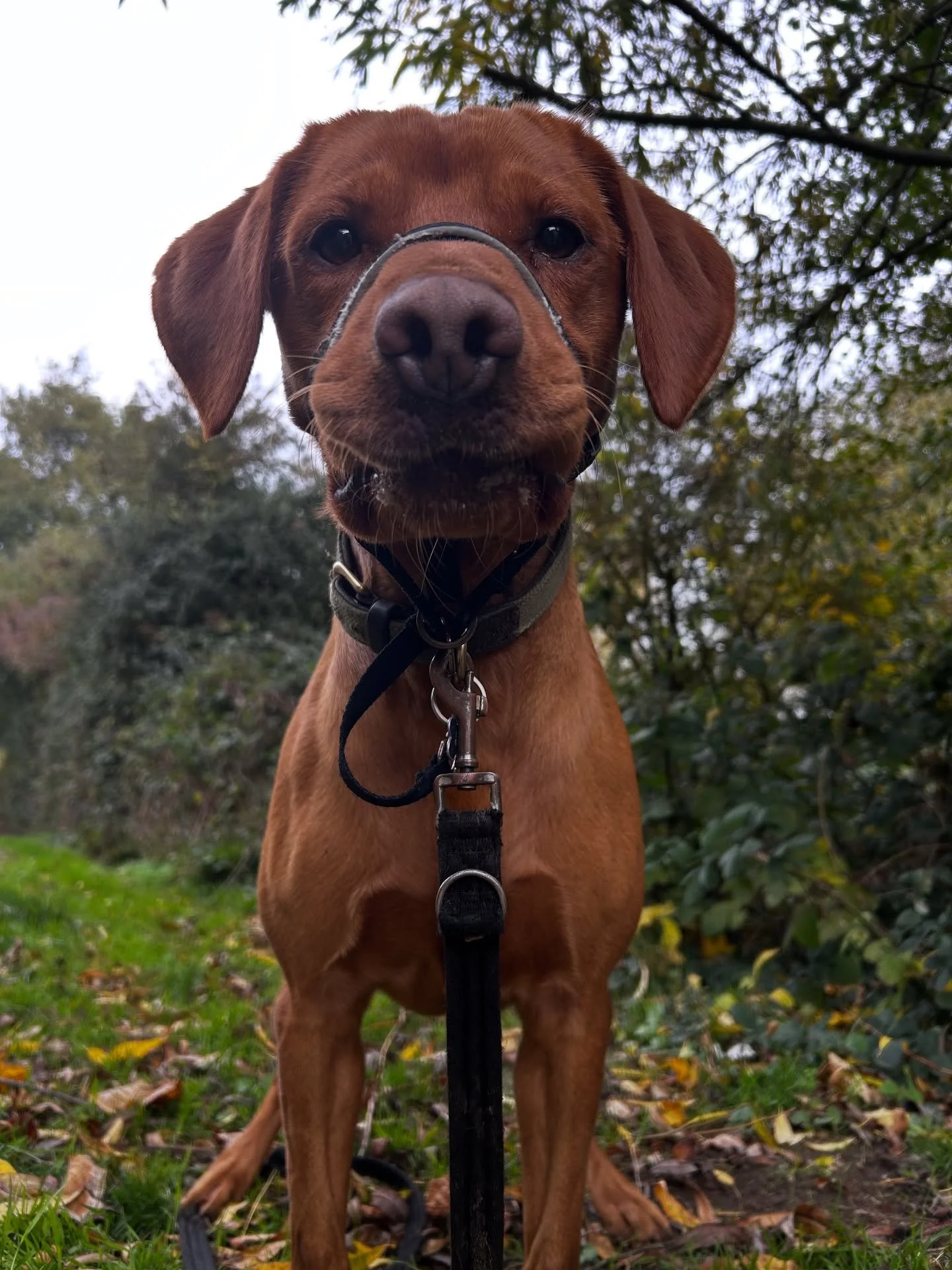 Some action shots from today’s adventures, as well as.. the cast coming off! 🎉😁 
All walks can resume as normal from now on, I honestly cannot wait to get back to normal! I have missed every single one of your pets and I’m so grateful
