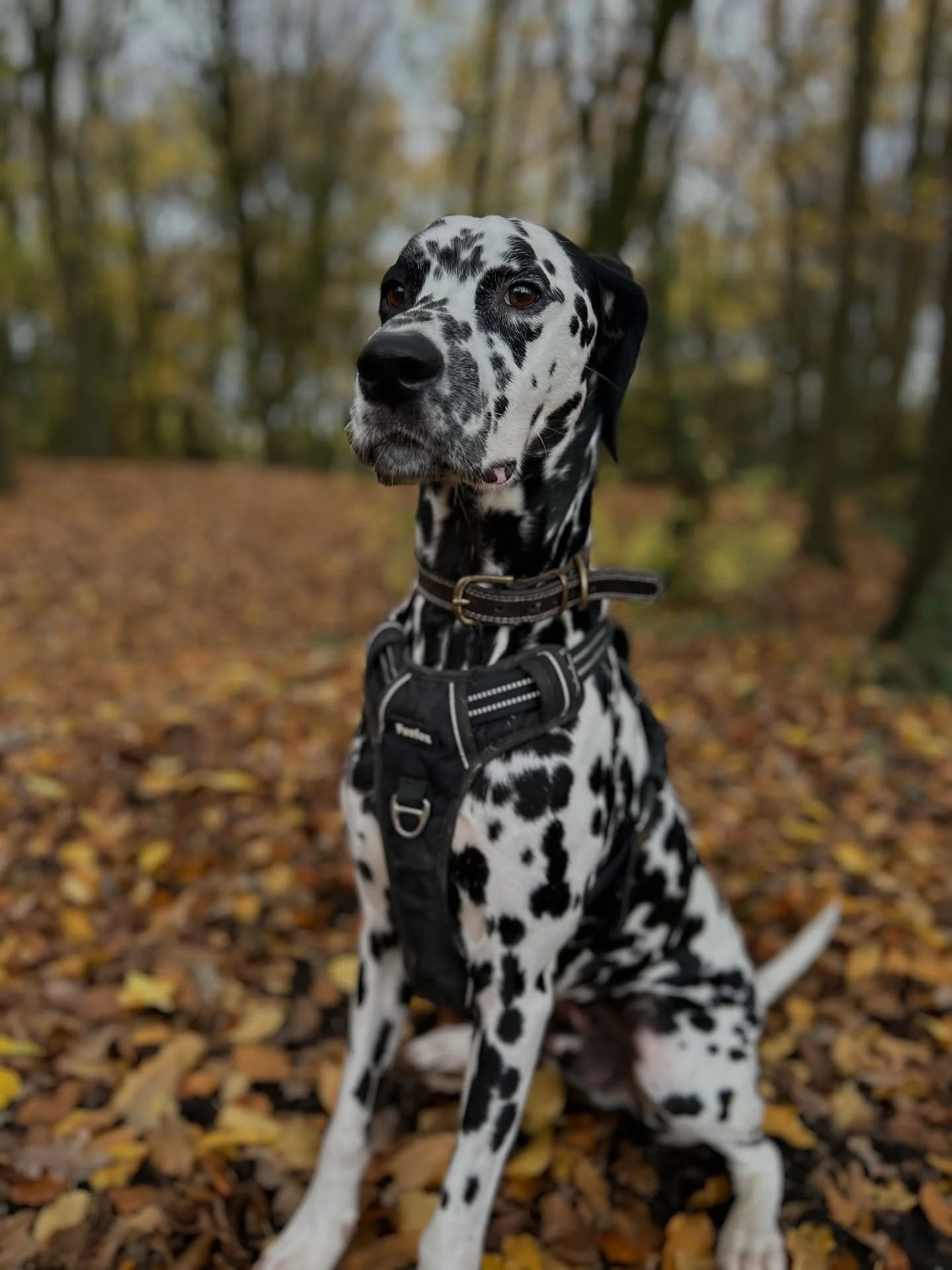 We really got into the Halloween spirit with the looks of our walks today! We also had new starter Jasper join us for his first group walk (isn’t he gorgeous??) & he did amazingly! Cannot wait introduce him to the rest of the group 🥹🐾
&bu