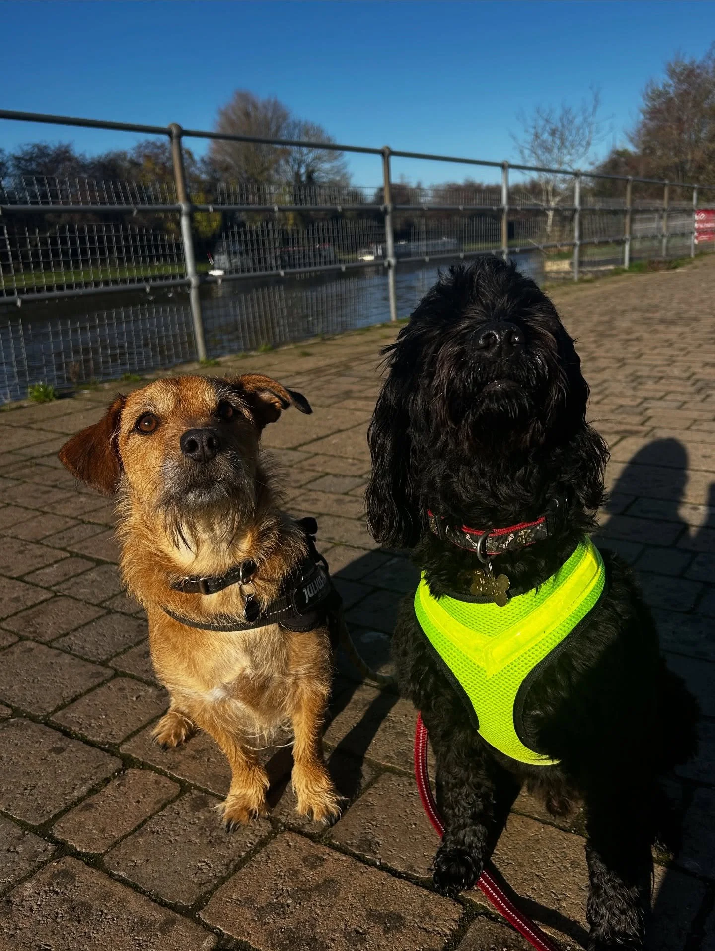 What a lovely start to the week! We had Sid &amp; Loki in for a trial walk this morning as well as our usual Monday bunch 😁🐾 

Trial walks are so important for any pet business but they&rsquo;re also important for you and your pets - it gives you t