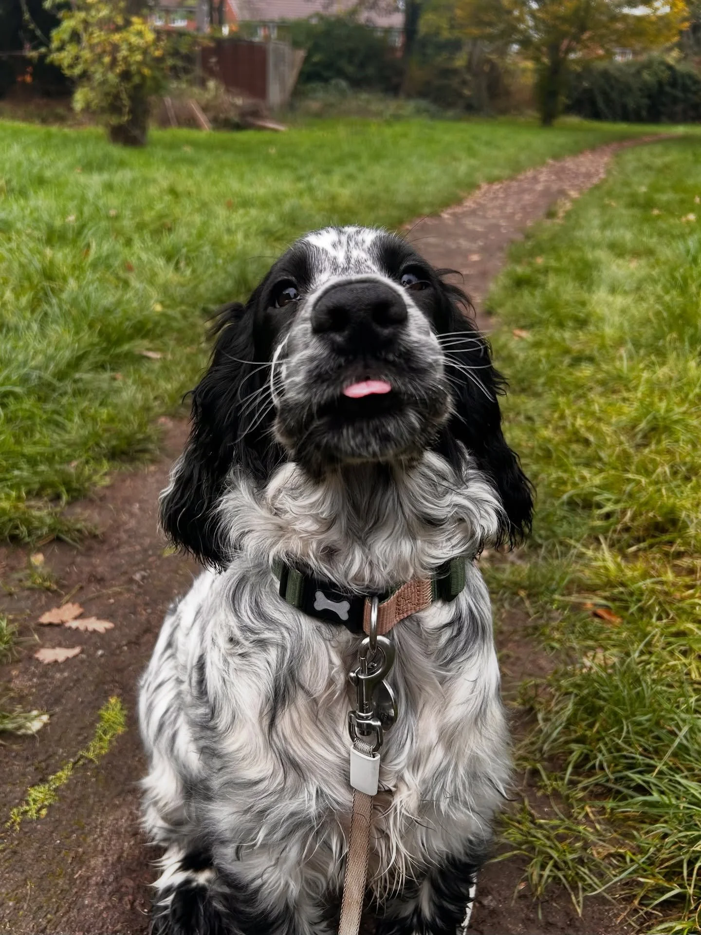 I think the picture speaks for itself 🥹&hellip; this is Monty who&rsquo;s our newest member! 🐾

As Monty is only a puppy our walks are consisting of a mix of games, brain work as well as walking (obviously) and pauses / breaks to ensure that his pu