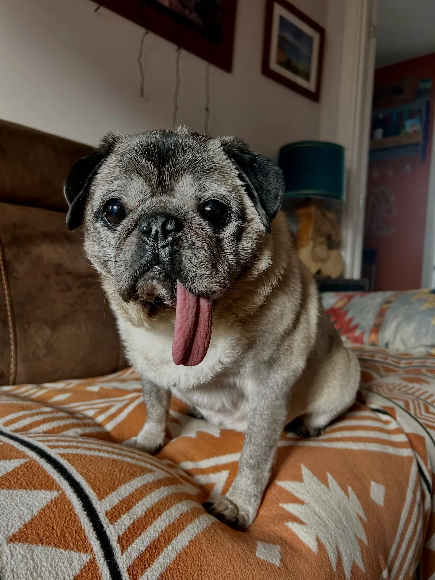 We had the pleasure of returning to care for Meow Meow &amp; Monty again this weekend as well as a new addition to our services - Hamish! 

Hamish has some special requirements due to his age &amp; health like administering medication as well as goin