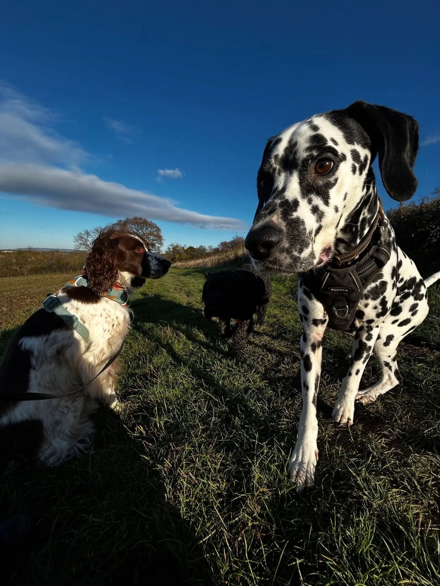 I do try to get nice group walk photos&hellip; 🤣🫢 
&bull;
&bull;
&bull;
#churchdowncommunity #churchdown #churchdownvillage #churchdownbusiness #churchdowndogwalker
