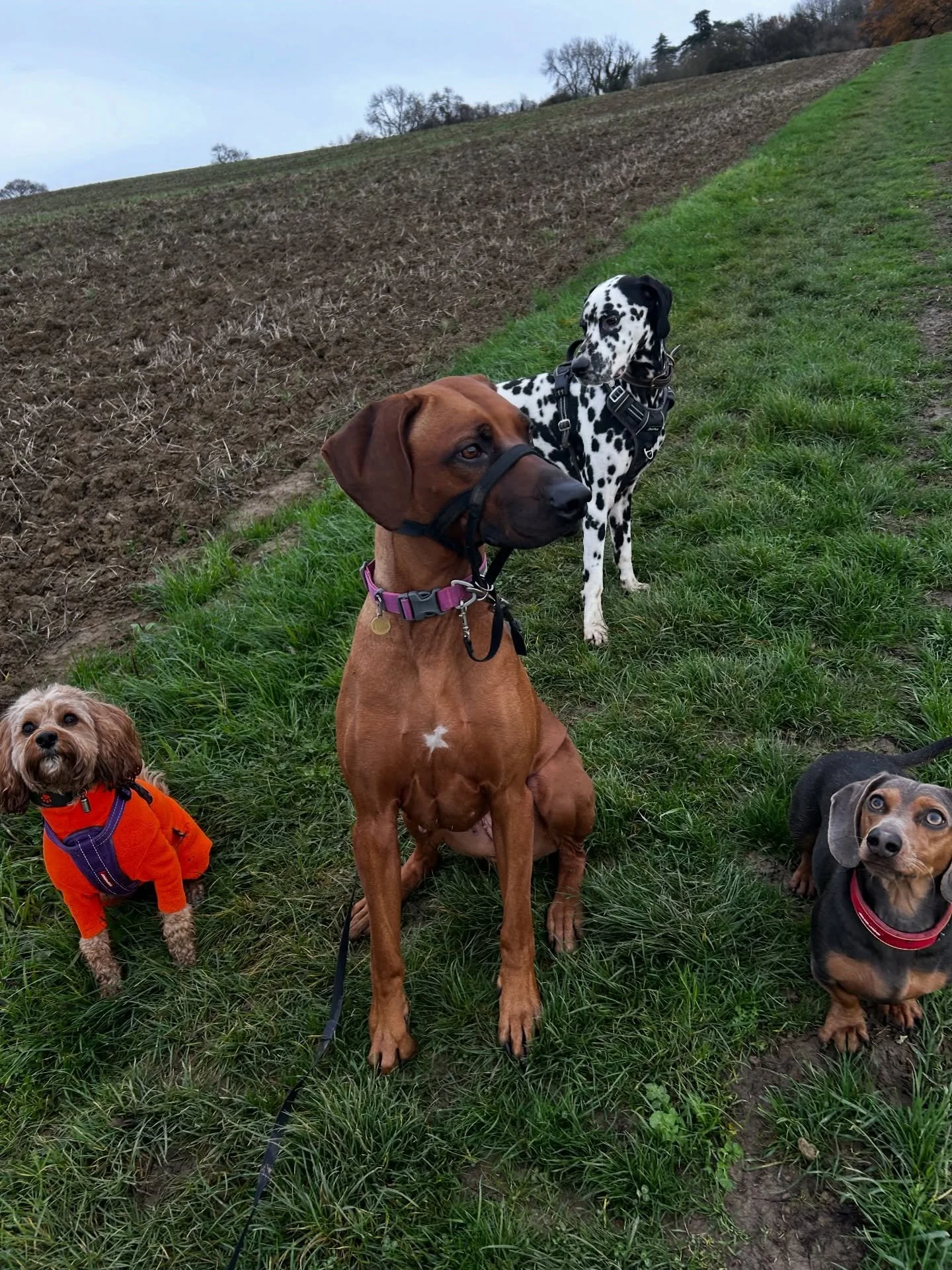 Today&rsquo;s Thursday group - with the addition of our new starter Ziggy! I&rsquo;m so impressed with how Ziggy has integrated into the group, we&rsquo;re looking forward to many more adventures together 😁🐾
&bull;
&bull;
&bull;
#churchdown #innswo