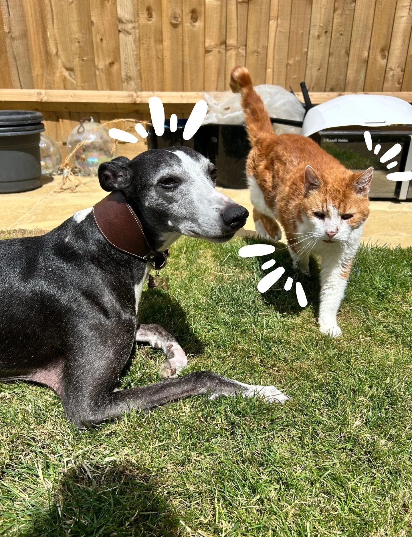 A special moment for some of the &ldquo;golden oldies&rdquo; we care for, we love these guys just as much as our younger friends (maybe even more 🫢👀).

They may not be as energetic as their younger counterparts but they are just as deserving of the