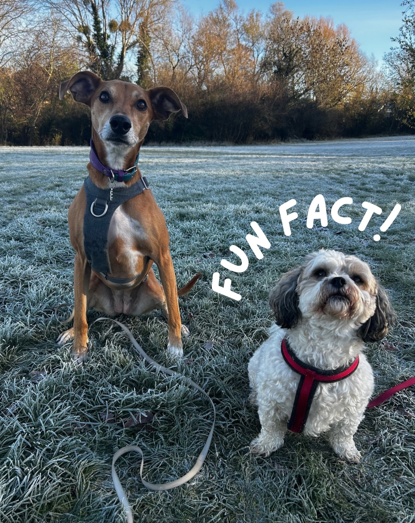 Since it was such a torrential day today 🌧️ I didn&rsquo;t manage to get any worthy photos so here&rsquo;s a fun fact instead: 

A tired dog isn&rsquo;t necessarily the dog that&rsquo;s gone the furthest or has done the most amount of exercise.. it&