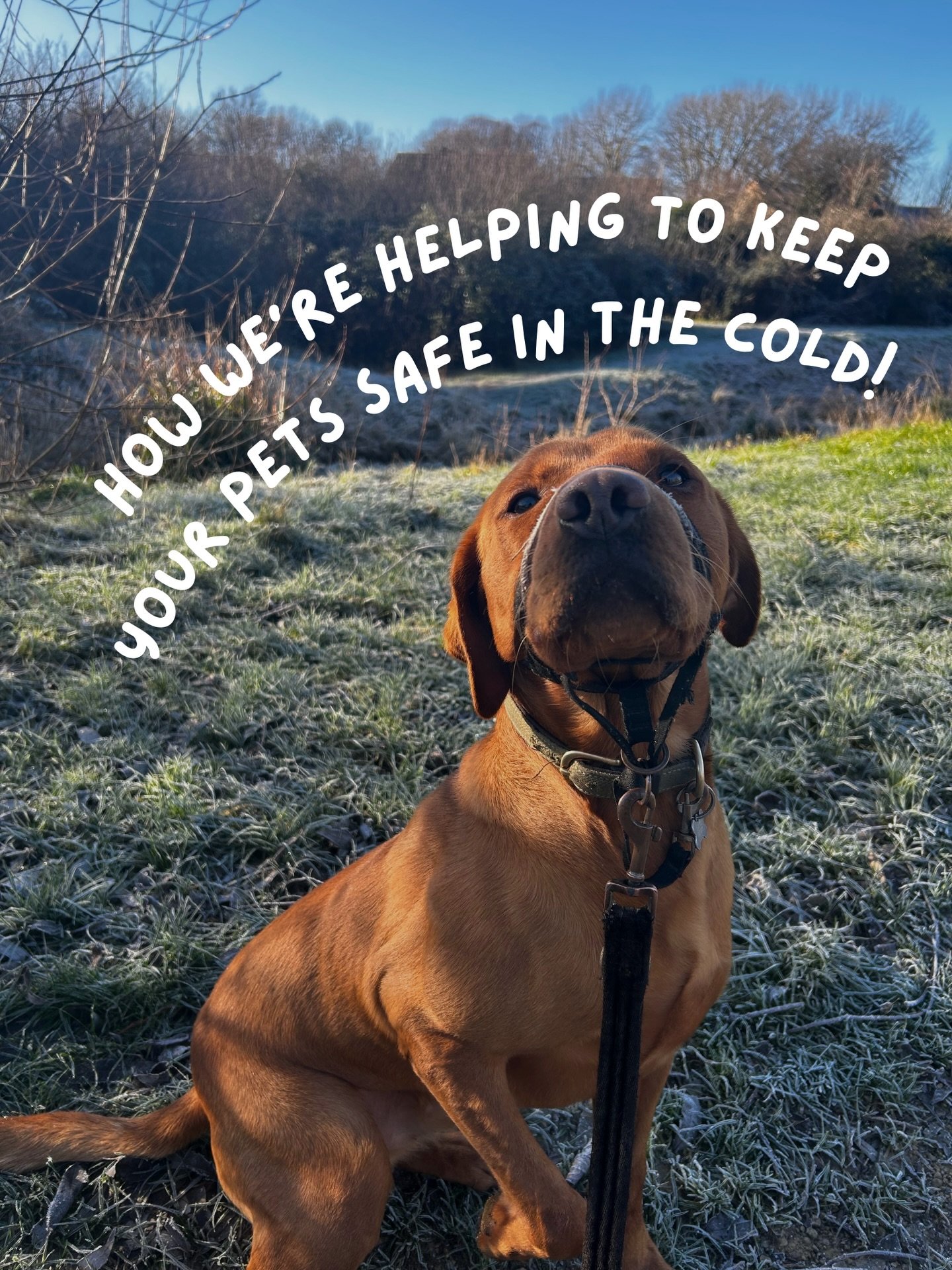 Some of the things we&rsquo;re doing to make sure your pets are safe in these cold temps! ❄️

You see everyone posting about keeping pets safe in the heat but never any posts about keeping them safe in the cold! So we wanted to show some of the thing