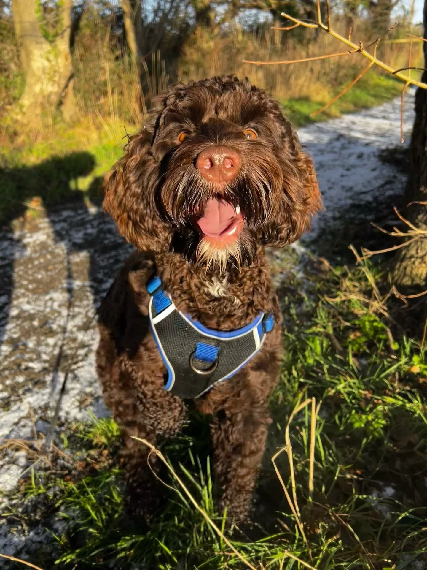 Another two new starters started walks with us today! Big welcome to Brandy &amp; Cleo &hearts;️🐾
