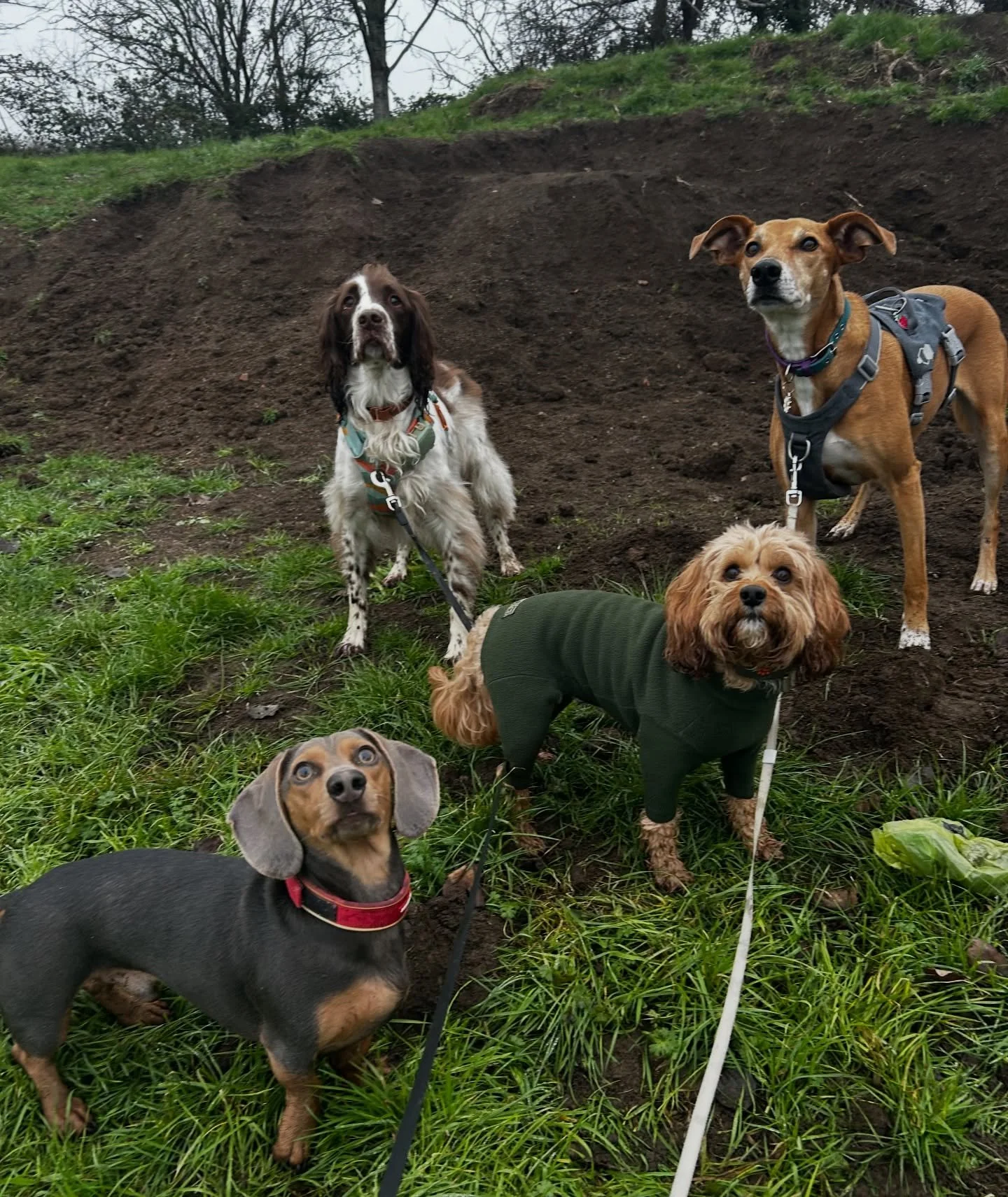 I have four different breeds in this picture! A spaniel, a cockapoo, a sausage dog&hellip; and Dobby! 🤣🐾 
&bull;
&bull;
&bull;
#gloucesterdogwalker #churchdowndogwalker