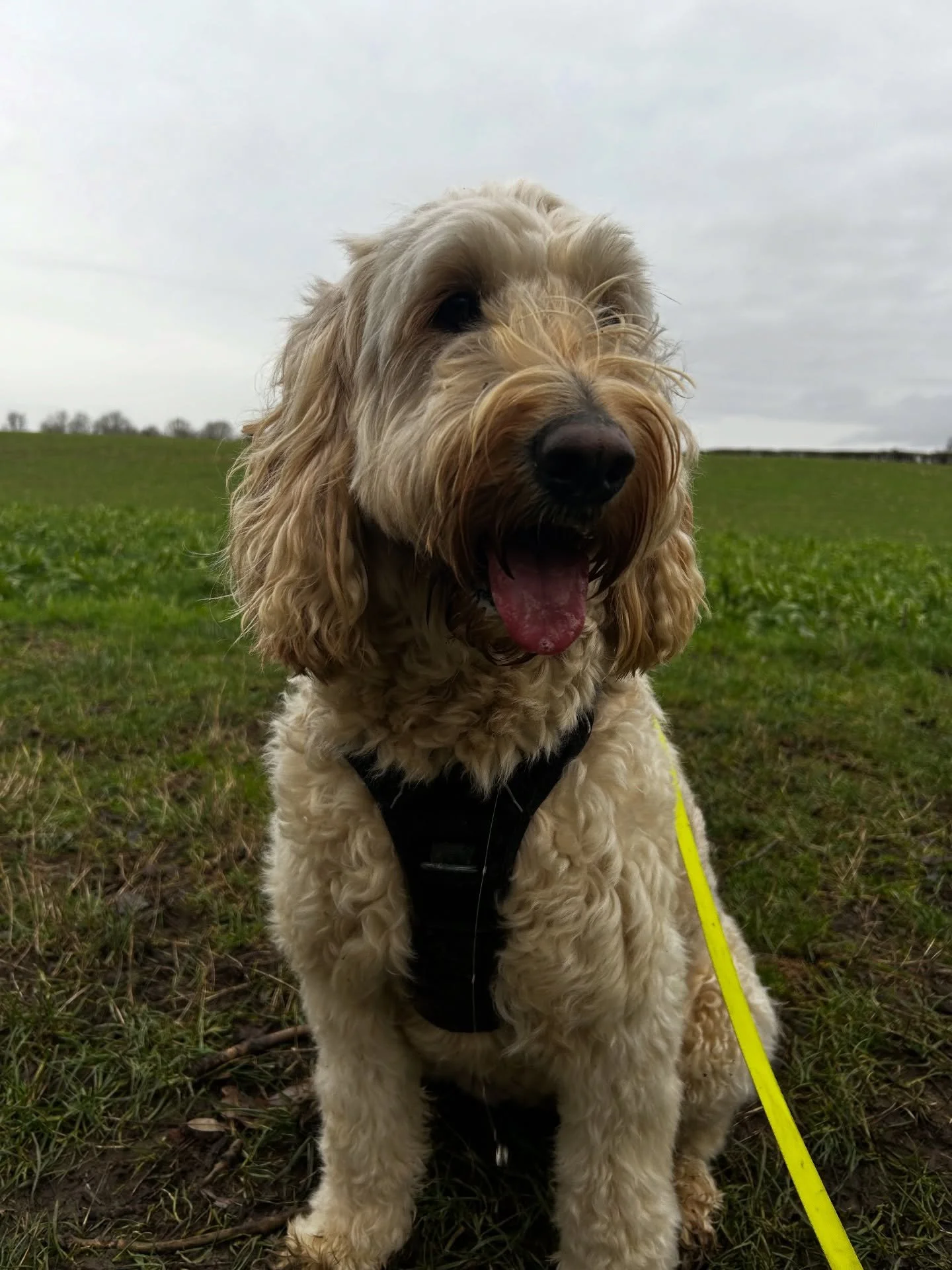 Today we welcomed Lettie into the pack! She will be joining us for weekly group walks 😁🐾