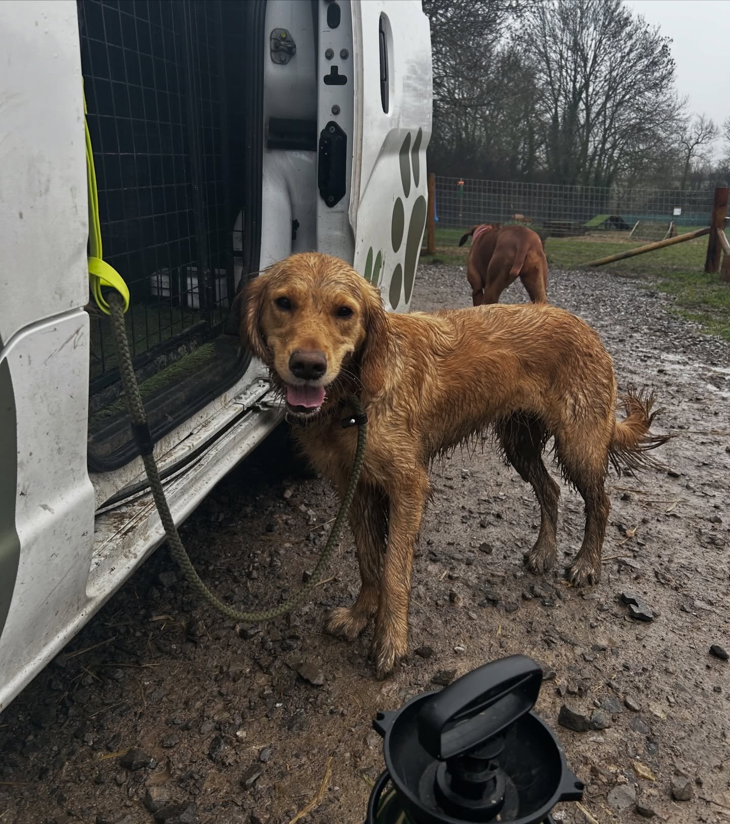 A dirty dog is a happy dog! Daisy showing off how muddy she got on the group walk today, they all definitely made the most of it &amp; burnt off a LOT of energy 😁🐾