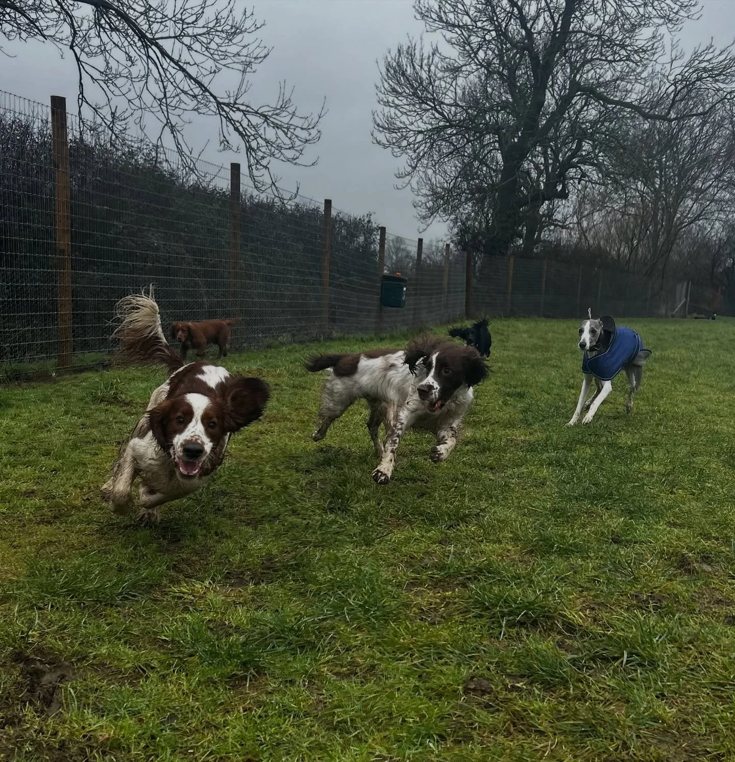 I&rsquo;m always stuck trying to get nice group walk photos of everyone sitting &amp; looking at the camera that today I thought I would show you all the honest chaos of what really happens 🤣🐾 

It&rsquo;s not a nice, neat photo but it shows them a