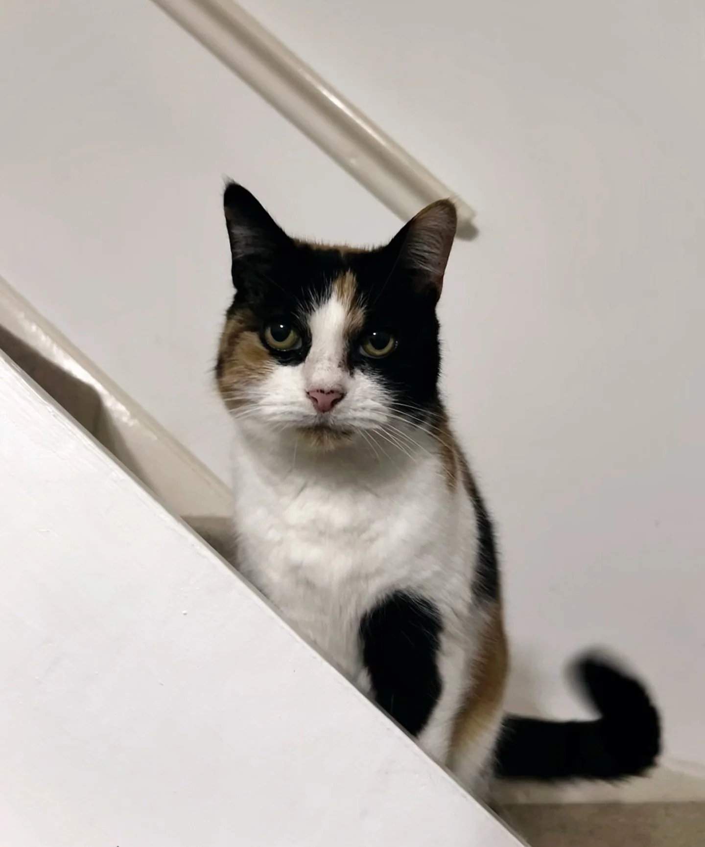 But welcome to Cally who has just joined us for cat visits! She&rsquo;s possibly the most vocal cat we&rsquo;ve cared for and I&rsquo;m definitely looking forward to all our conversations 🐱🤣