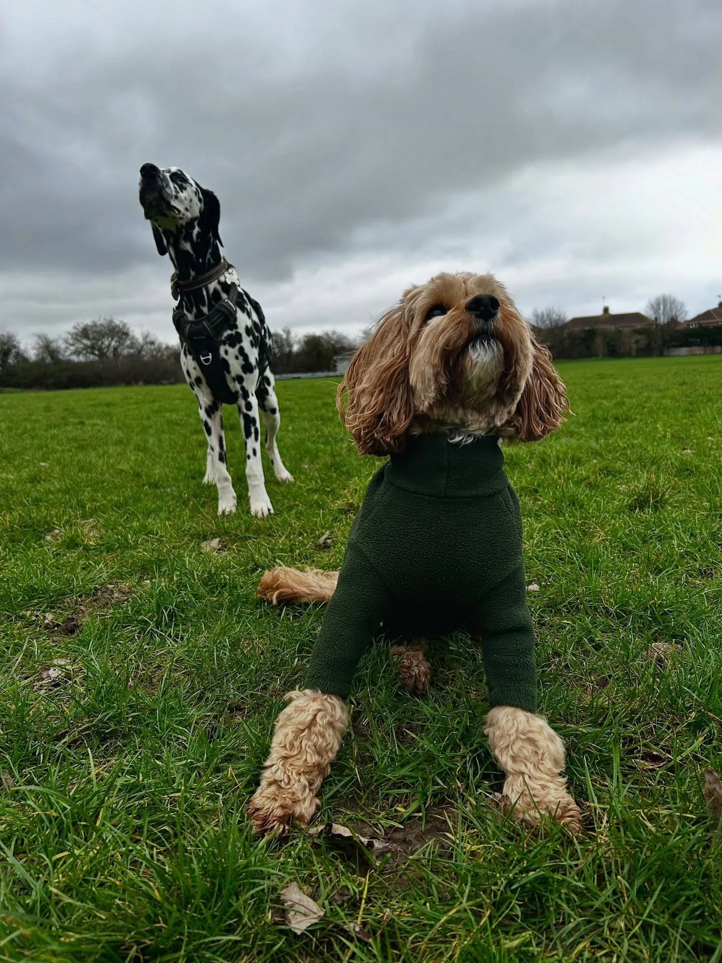It&rsquo;s day 54732 of rain in a row but also day 54732 of fun, adventure and exercise! 🥰🐾