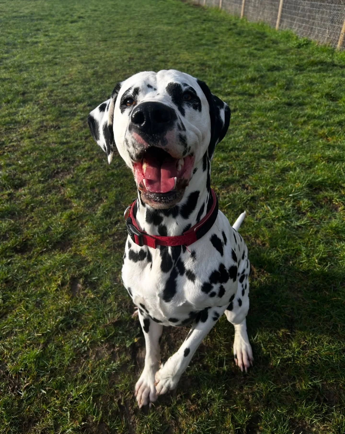 Meet the newest addition to the pack, Beau! Beau is joining us for enclosed field walks to help burn some of his (never ending 🫢) energy! 

Beau also comes with an important announcement.. we have opened up another group walk space at the @the_mooch