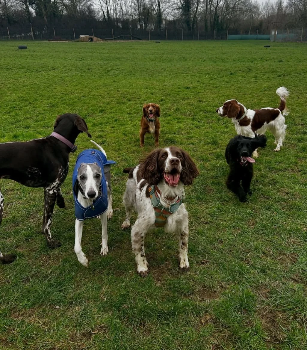 Hump day affects us all, even your pets! The weekends long gone &amp; the next weekend feels so far away&hellip; you&rsquo;ve been at work for what feels like forever (to them!) and they&rsquo;ve been waiting patiently at home for you to just come ho