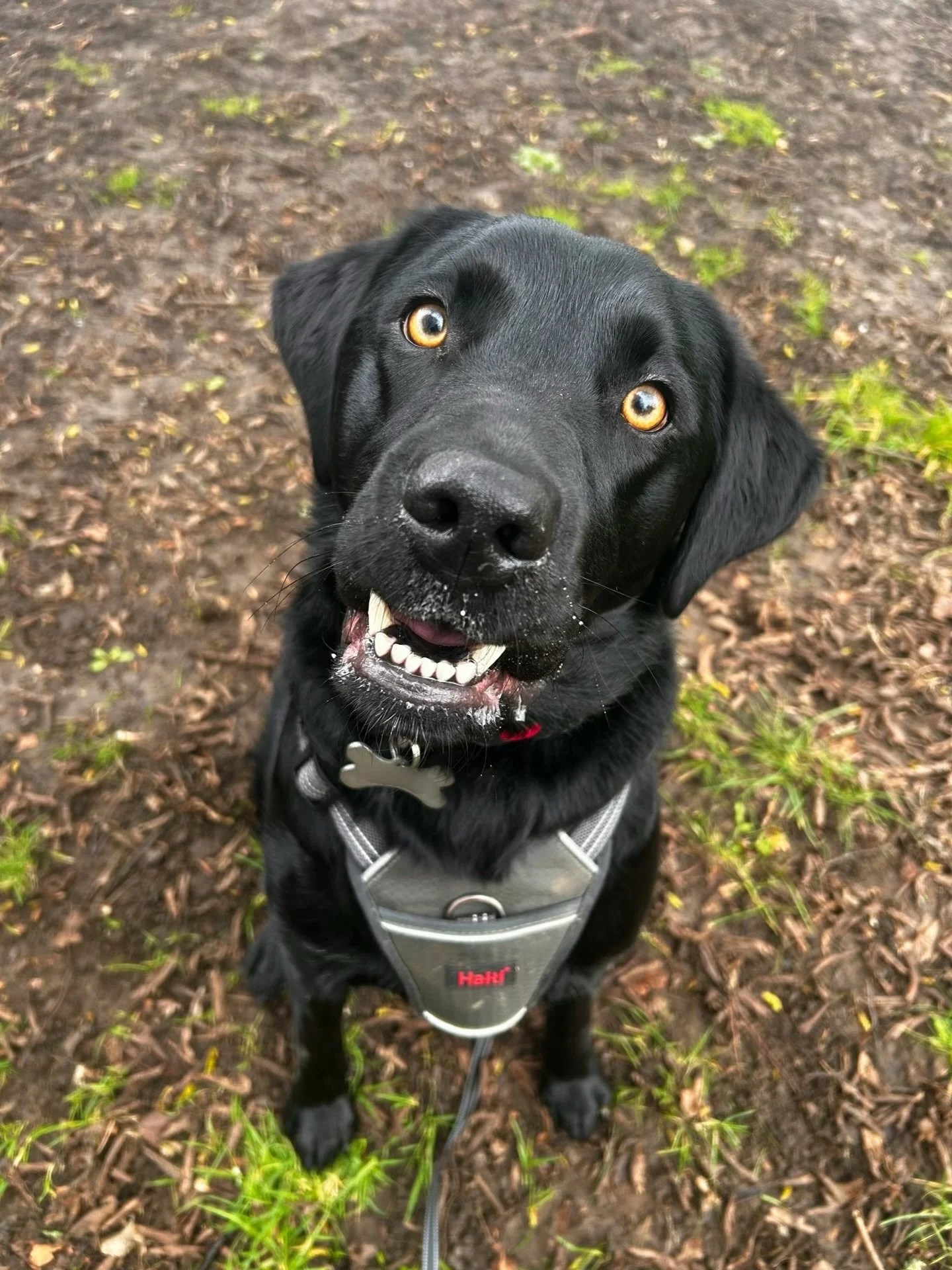 Weekend walkies with Toby today! Tobys joined us for adhoc walks &amp; some training support to make sure he keeps to the right track 🥳🐾