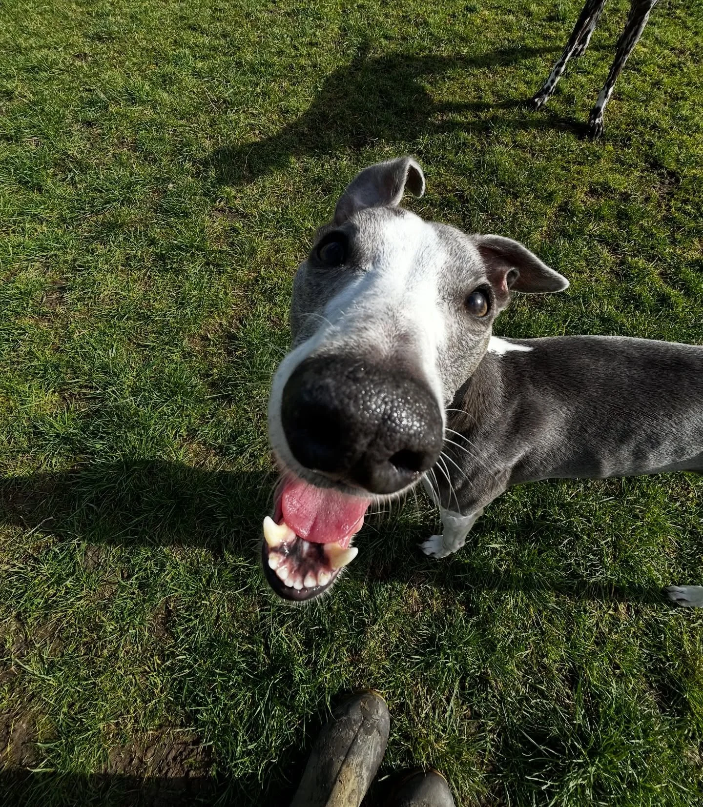 Some of the furry faces from today - Nintendogs style! 🤣🐾