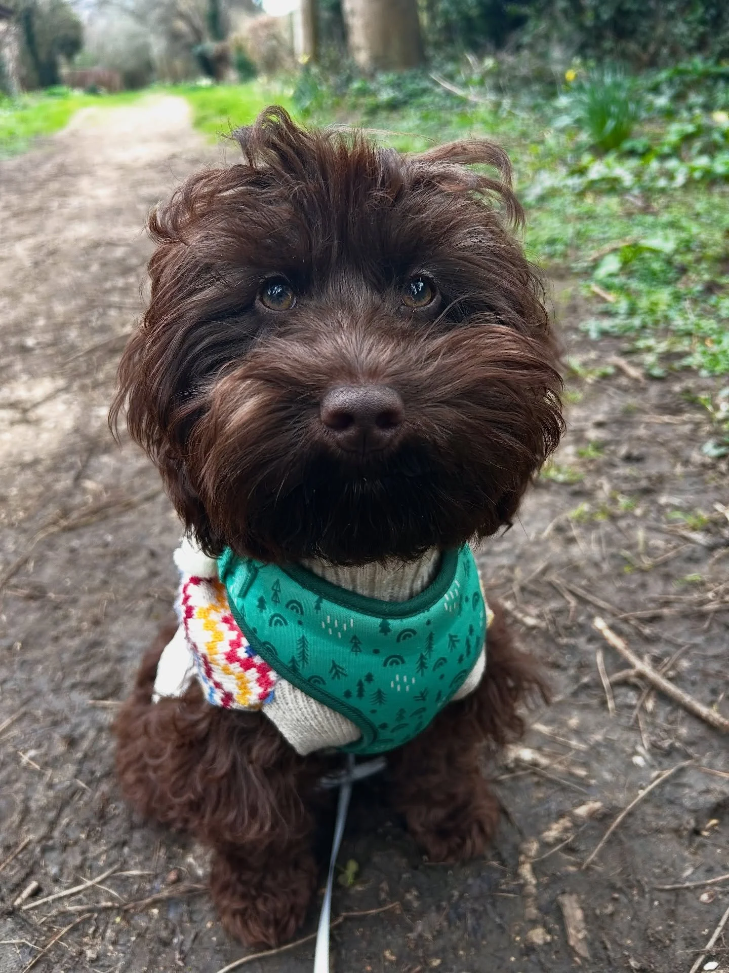 This is the lovely hollie! Hollie is joining us for solo walks until she is big enough to tag along on our groups! 😁🐾