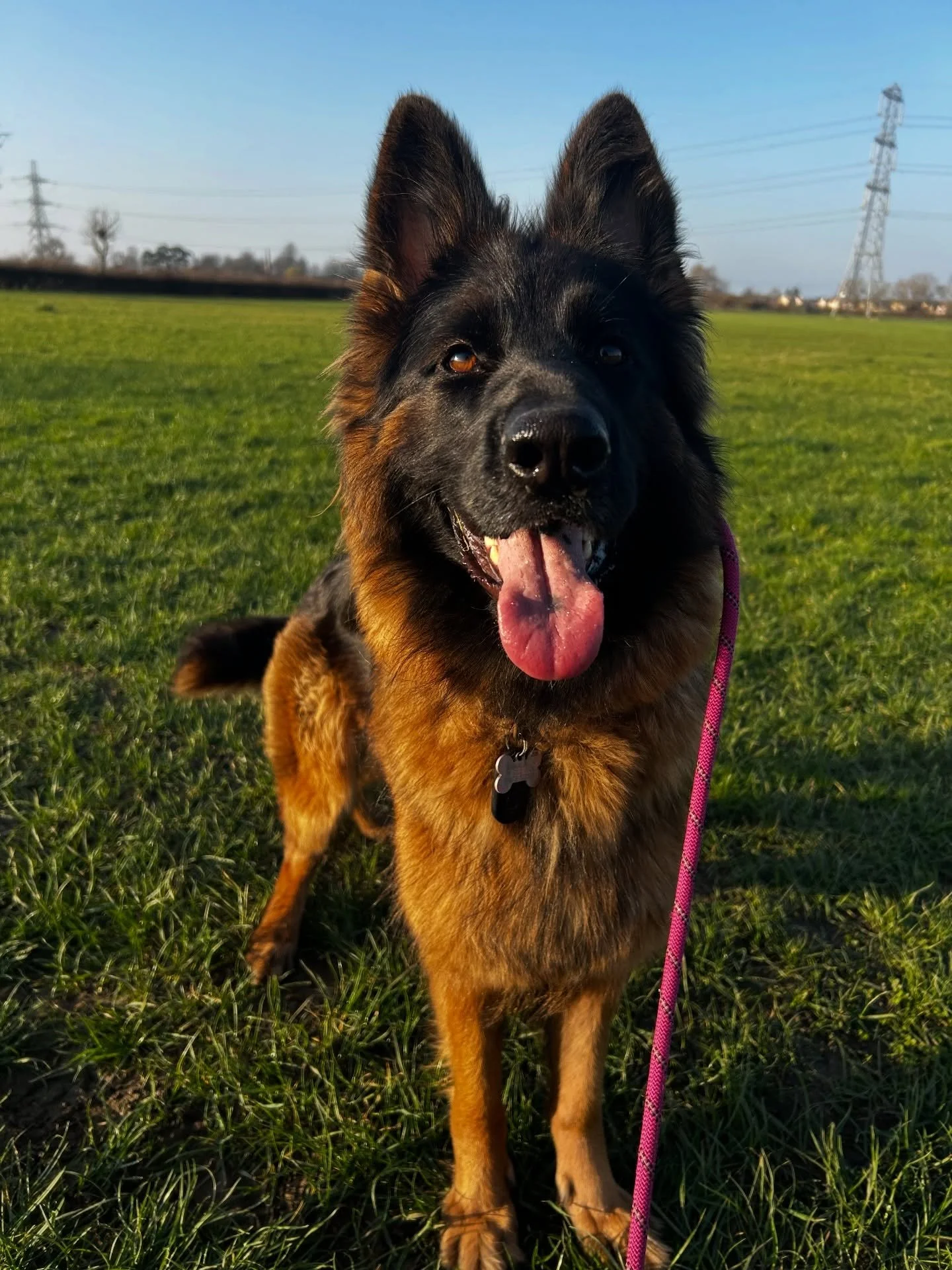 A few of the new starters we&rsquo;ve had this week 🥳🐾