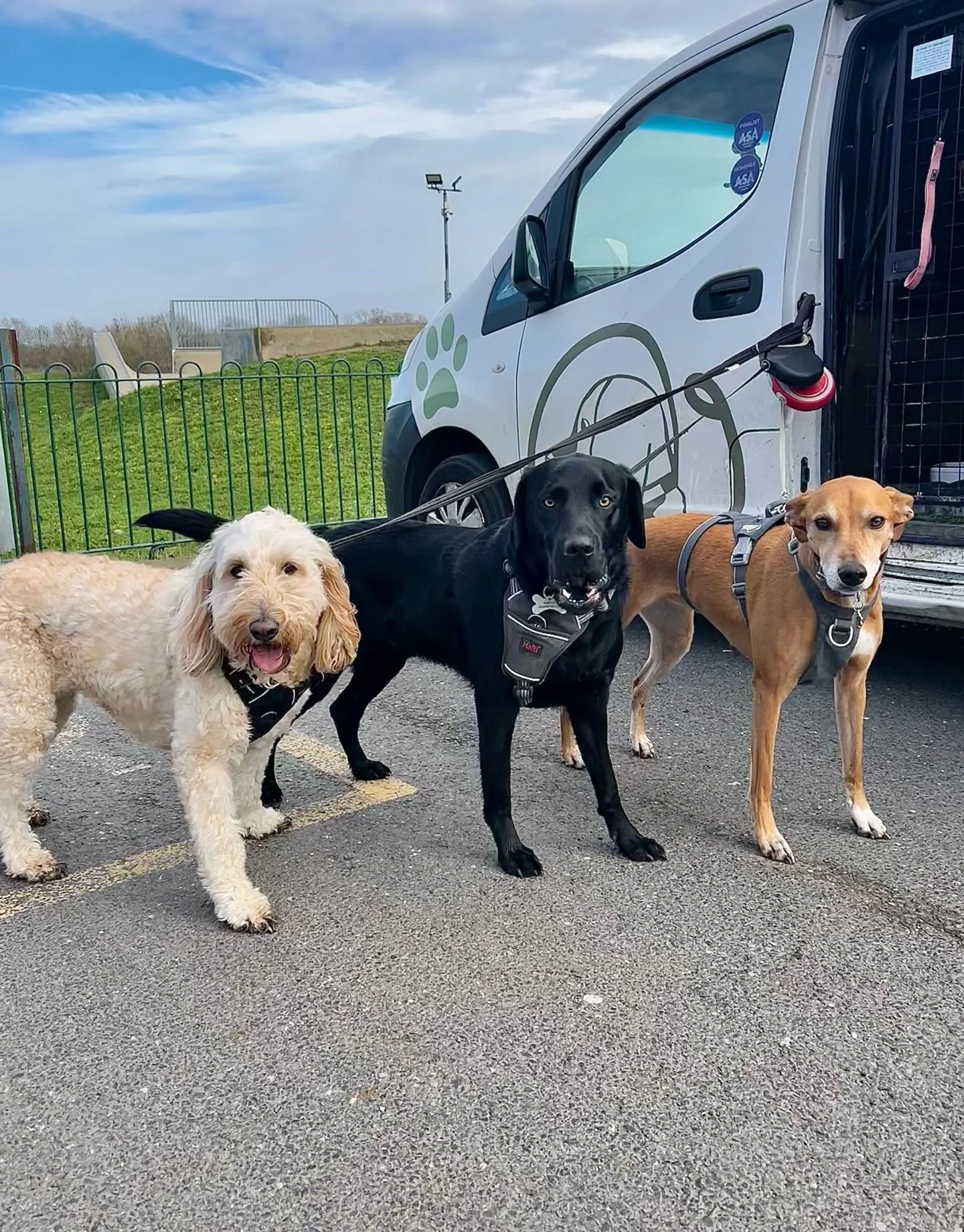 Toby (one of our adhoc pups) has joined our groups the past couple of days &amp; has been amazing! All the dogs have welcomed him with ease &amp; we&rsquo;ve had a great couple of group walks!

Well done Toby (and of course, all of my regular doggies