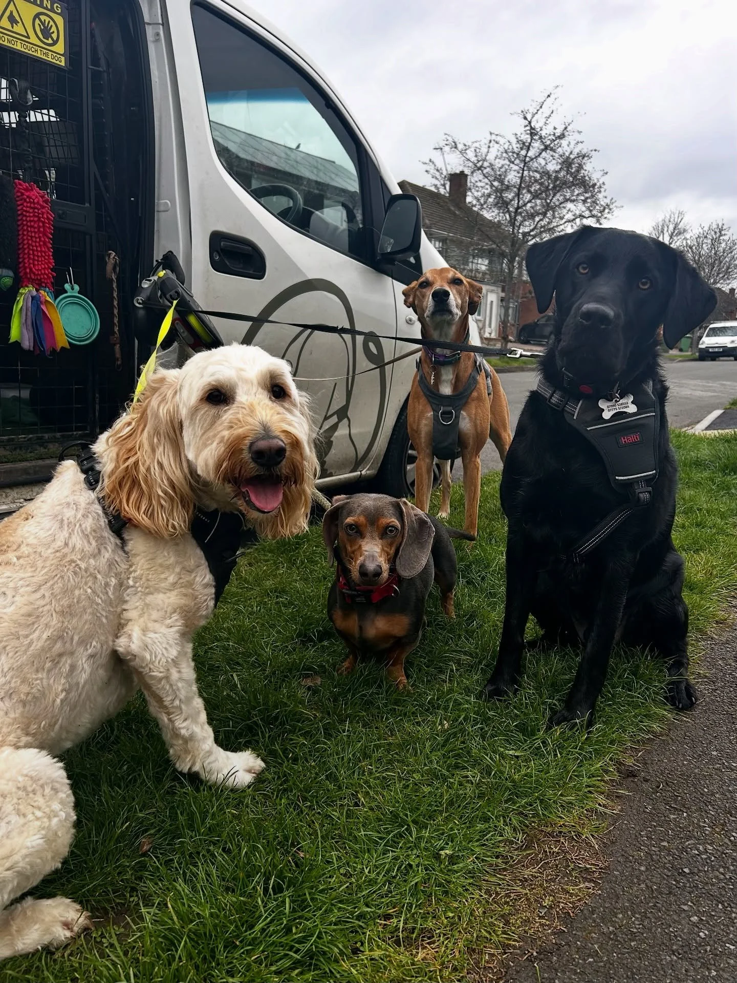 Been lacking with the posts recently so here&rsquo;s another group walk snap! 

I also wanted to use this as a reminder that we are working as usual over the April bank holidays so unless stated otherwise we&rsquo;ll be caring for your pets as usual 