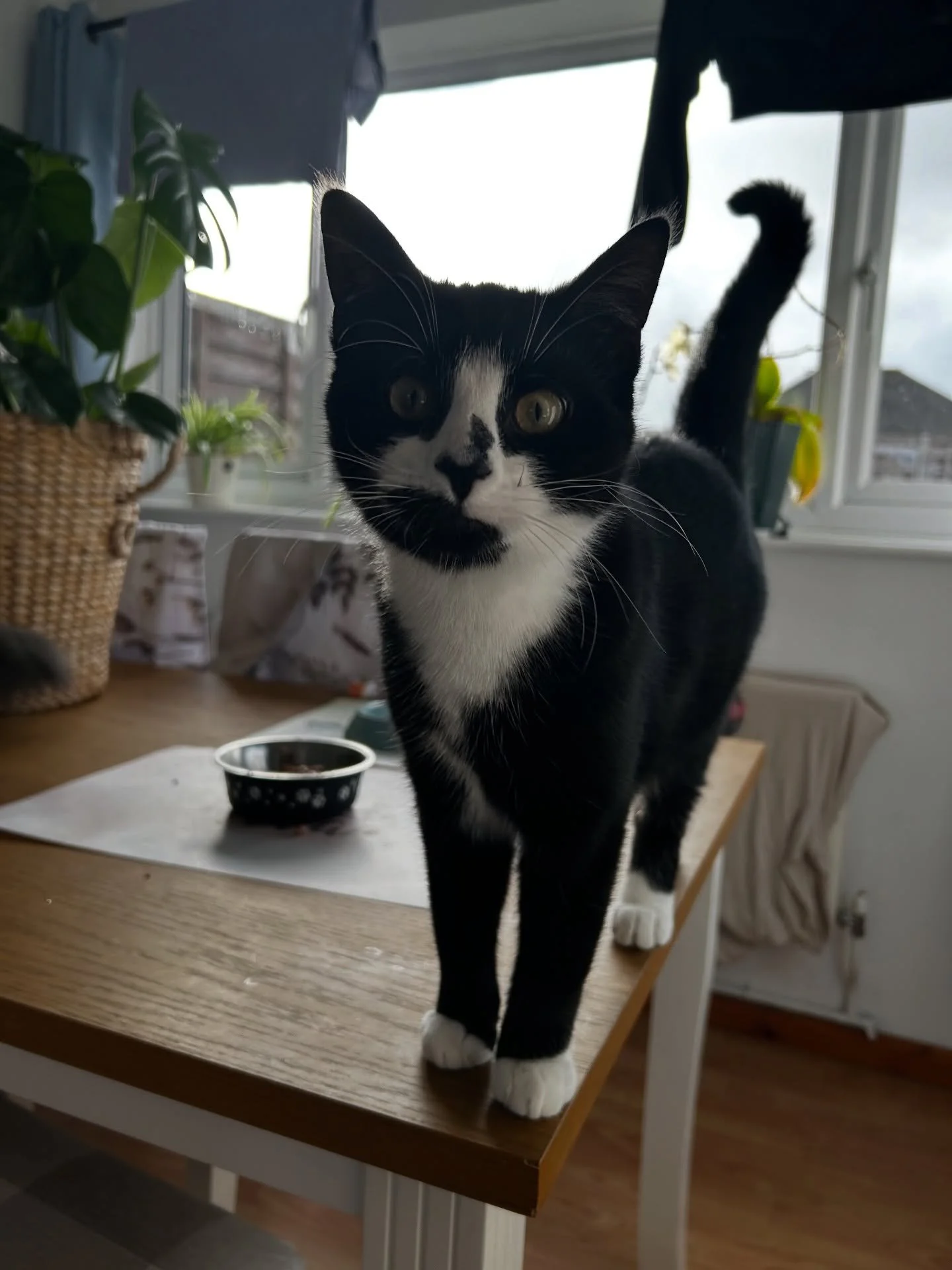 Can you believe that these photos are the same cat? We started looking after Monty &amp; his sister back in 2025 and he&rsquo;s grown so much! 🥹🐾