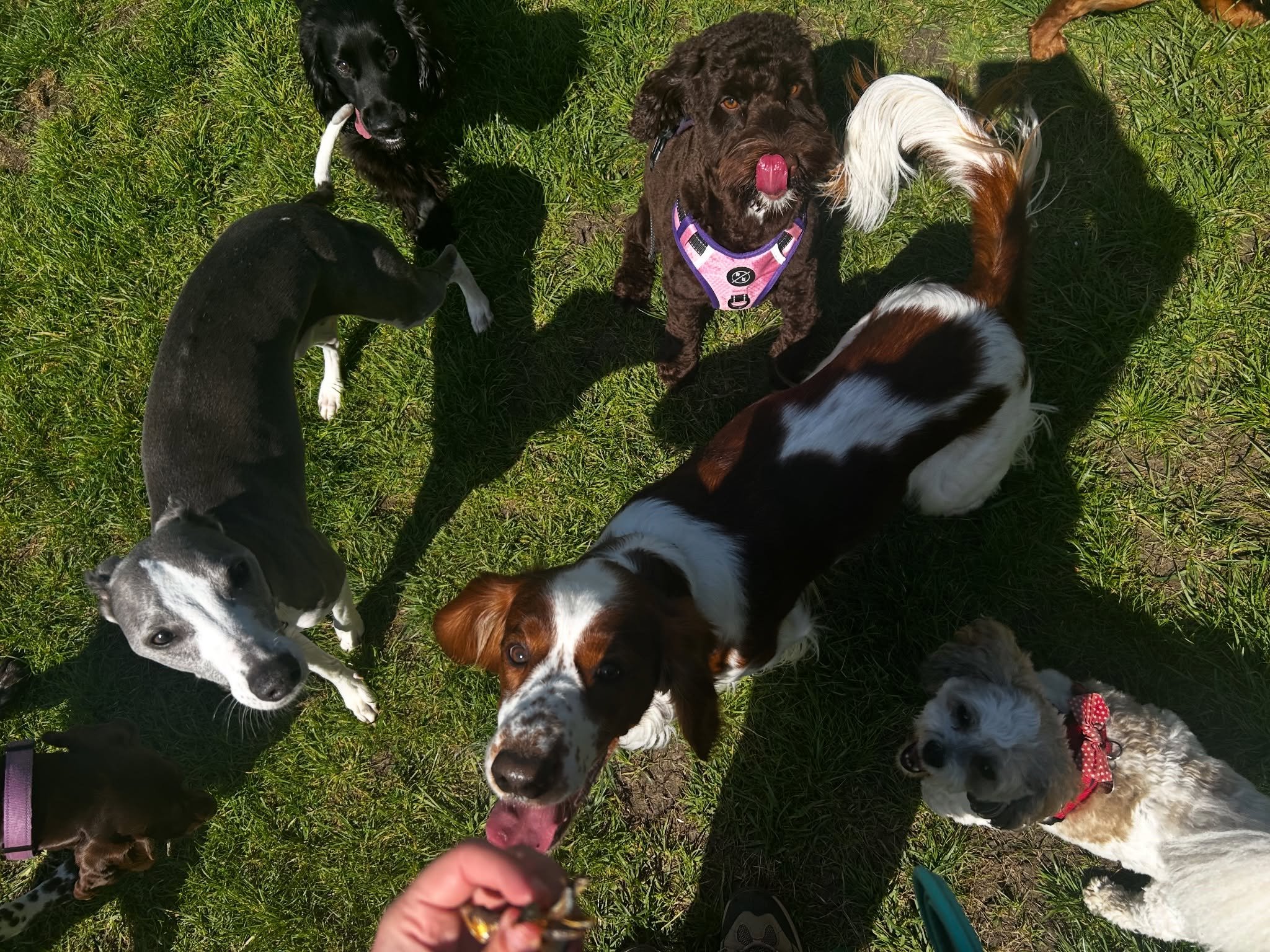 Group walk madness 🐾🤣