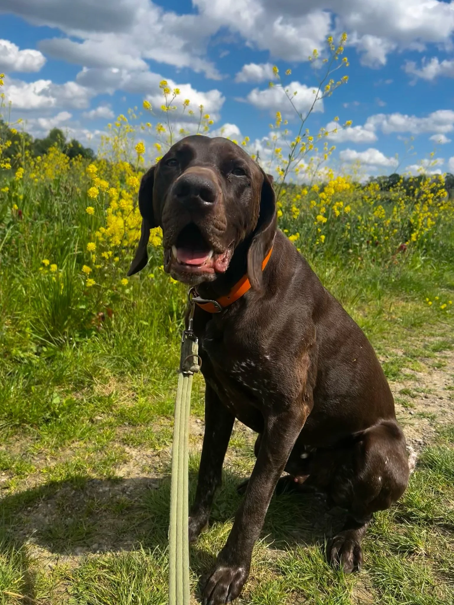 Biggest welcome to newbie Ronnie! (I know another pointer - I&rsquo;m collecting them like Pok&eacute;mon cards 🤣🐾)

Ronnie is joining us for group walks, he had his first walk with us today and was absolutely amazing! 🥹