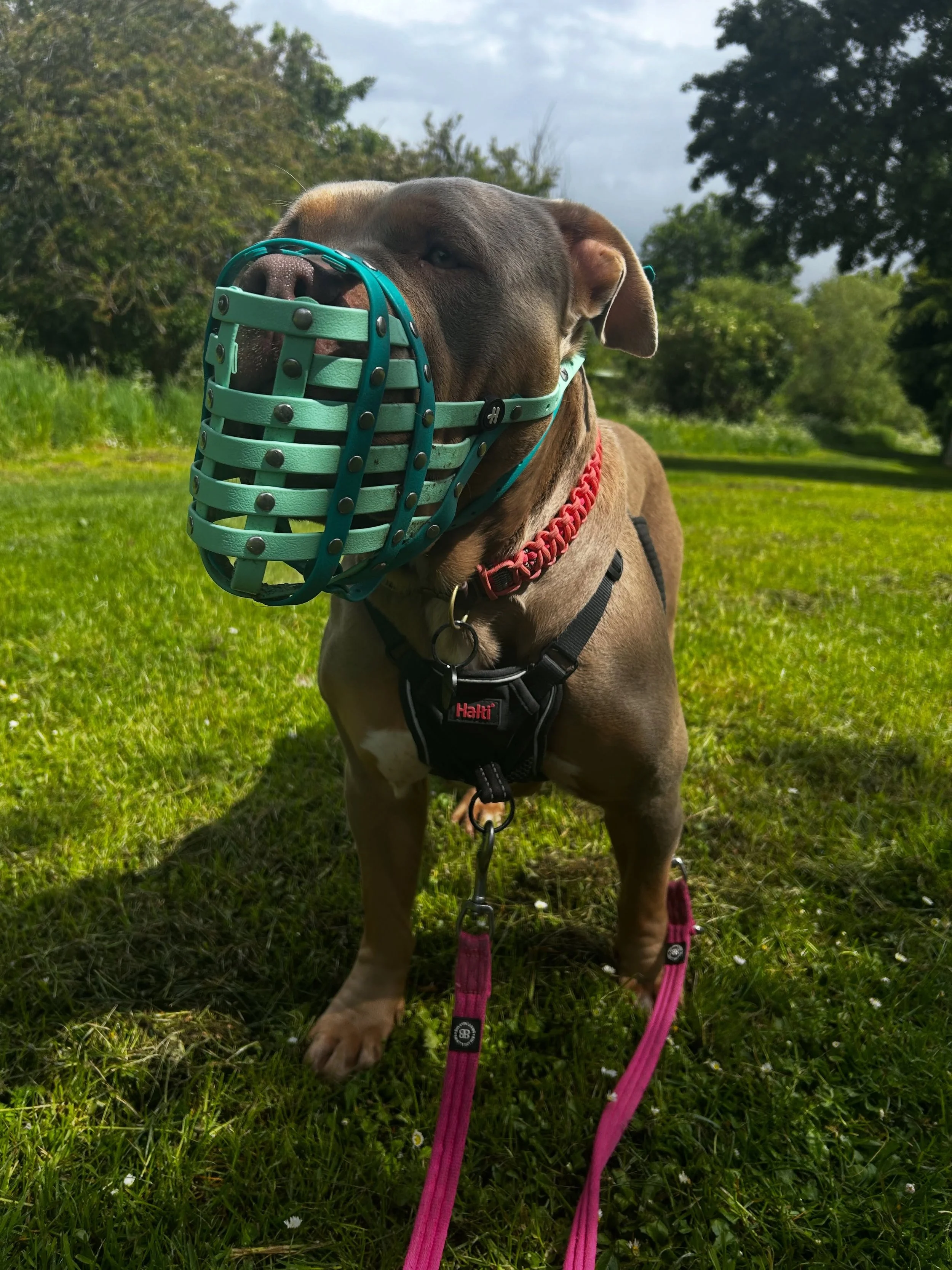 Let&rsquo;s talk banned breeds ❌🐶 

We are insured to care for any and all dogs - this includes any breeds featured on the banned breeds list in the UK (this includes breeds like the pitbull, Japanese tosa &amp; most recently the XL bully).

We can 