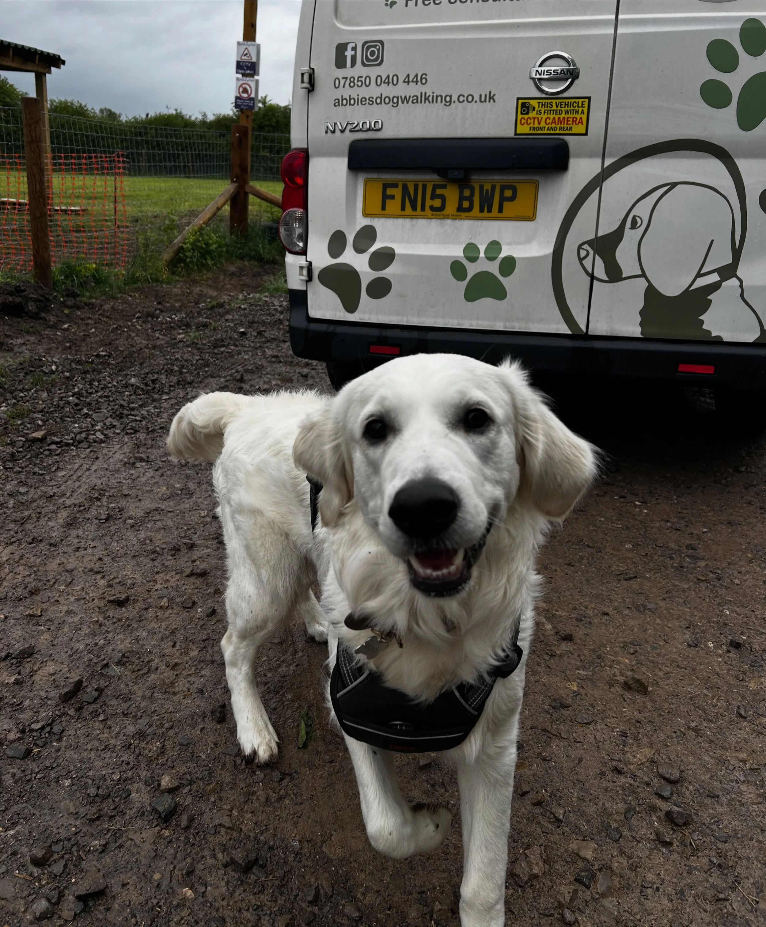 Big welcome to the bounciest puppy possible - Monty! Monty is joining our enclosed groups and had the best possible start with us (if you couldn&rsquo;t tell from the pictures! 🤣) 

We do still have some spaces available for our enclosed group walks