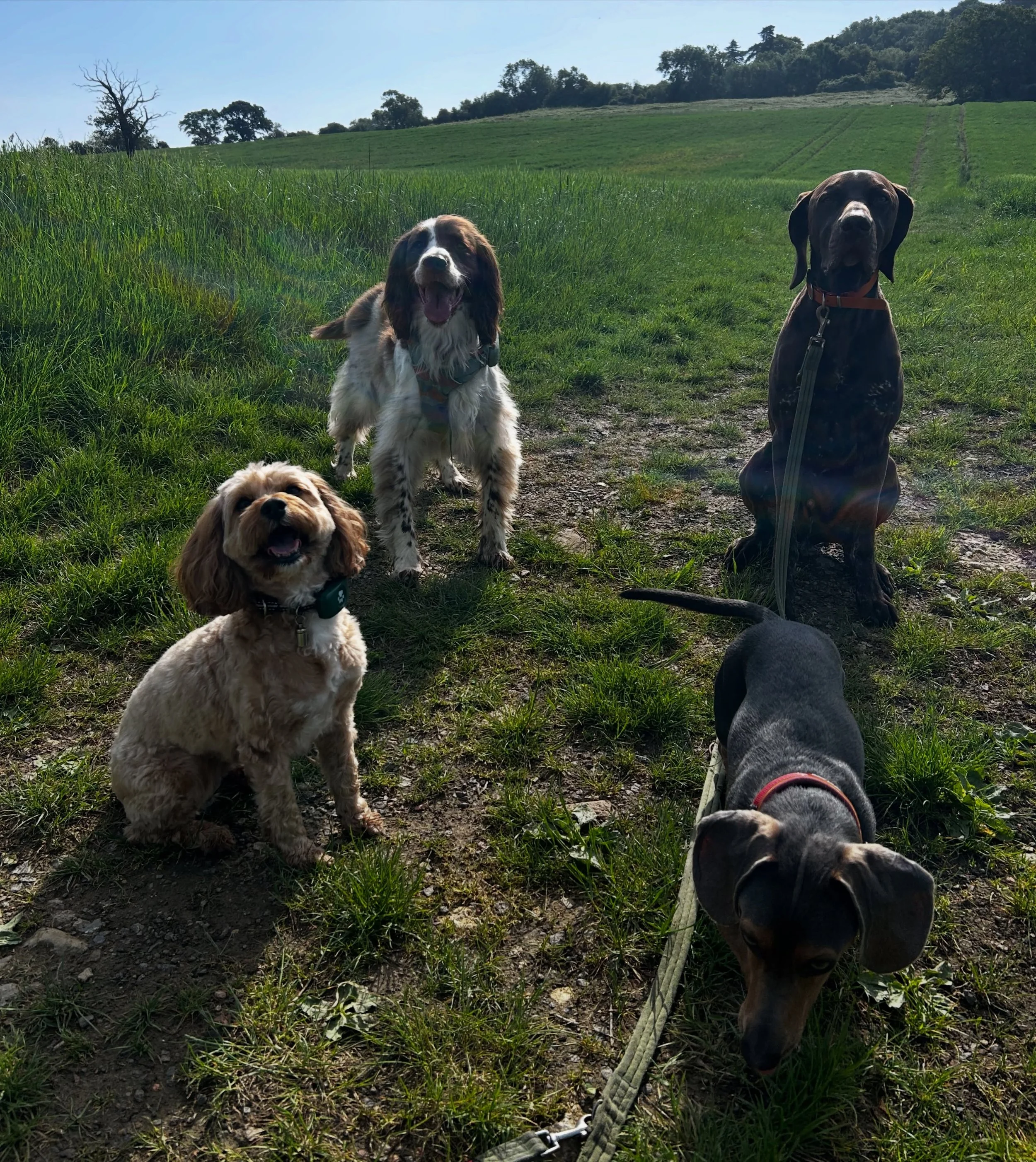 A great start to the day with our Thursday lunchtime (morning 🤣☀️) group! All behaved &amp; got along beautifully ☺️🐾