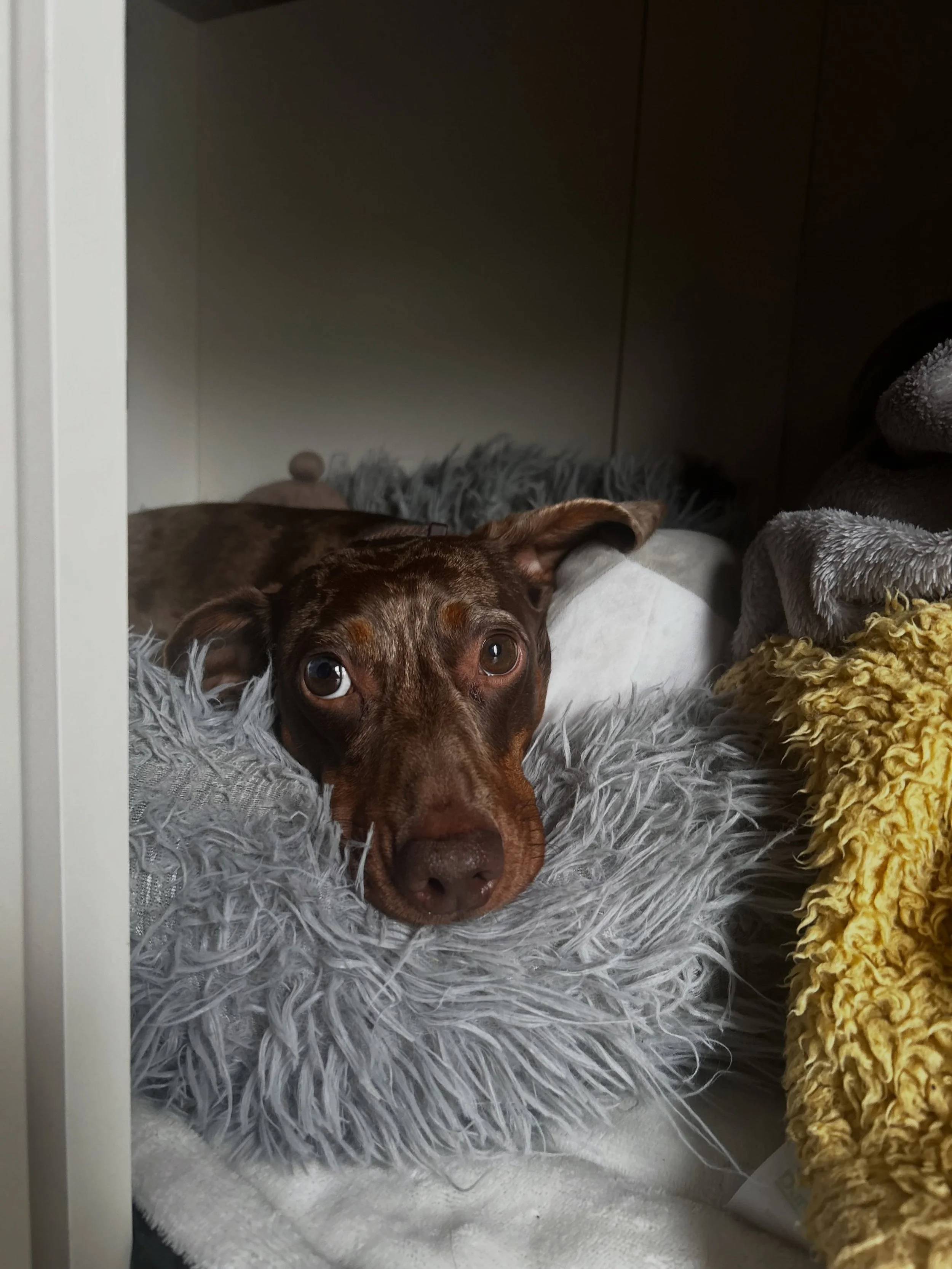 The other day we had a trial day with the lovely Daniel (and his kitty siblings 😸) and it went brilliantly! 

His family are now able to book holidays knowing he is cared for and happy with us which is the best feeling as a pet sitter! ☺️🐾