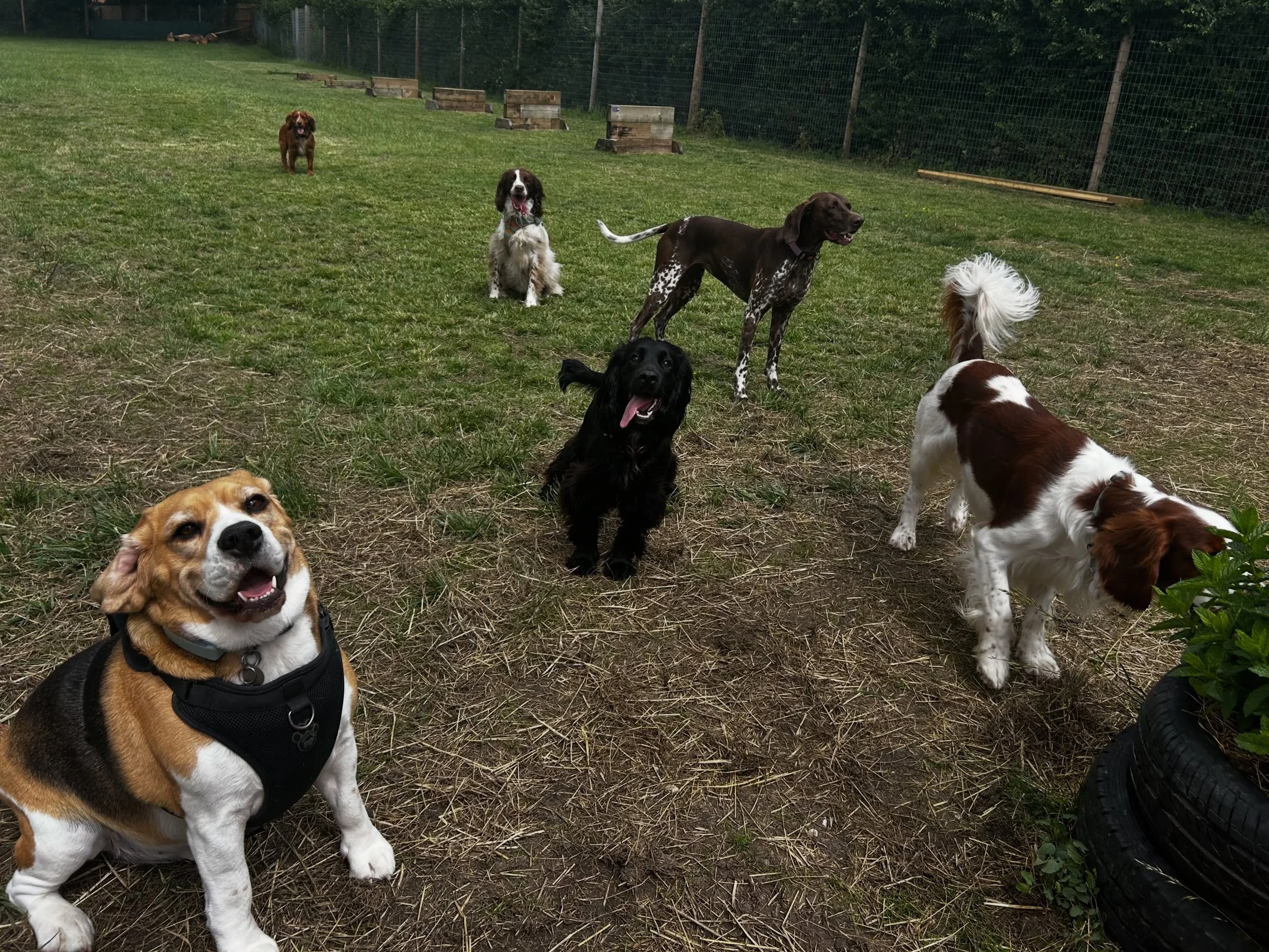 Another lovely day filled with lovely doggies! 🐾

All these pups have joined this group for different reasons; some for socialisation, some for exercise, some because their owners are out and some are with us to ensure they are having their breed sp