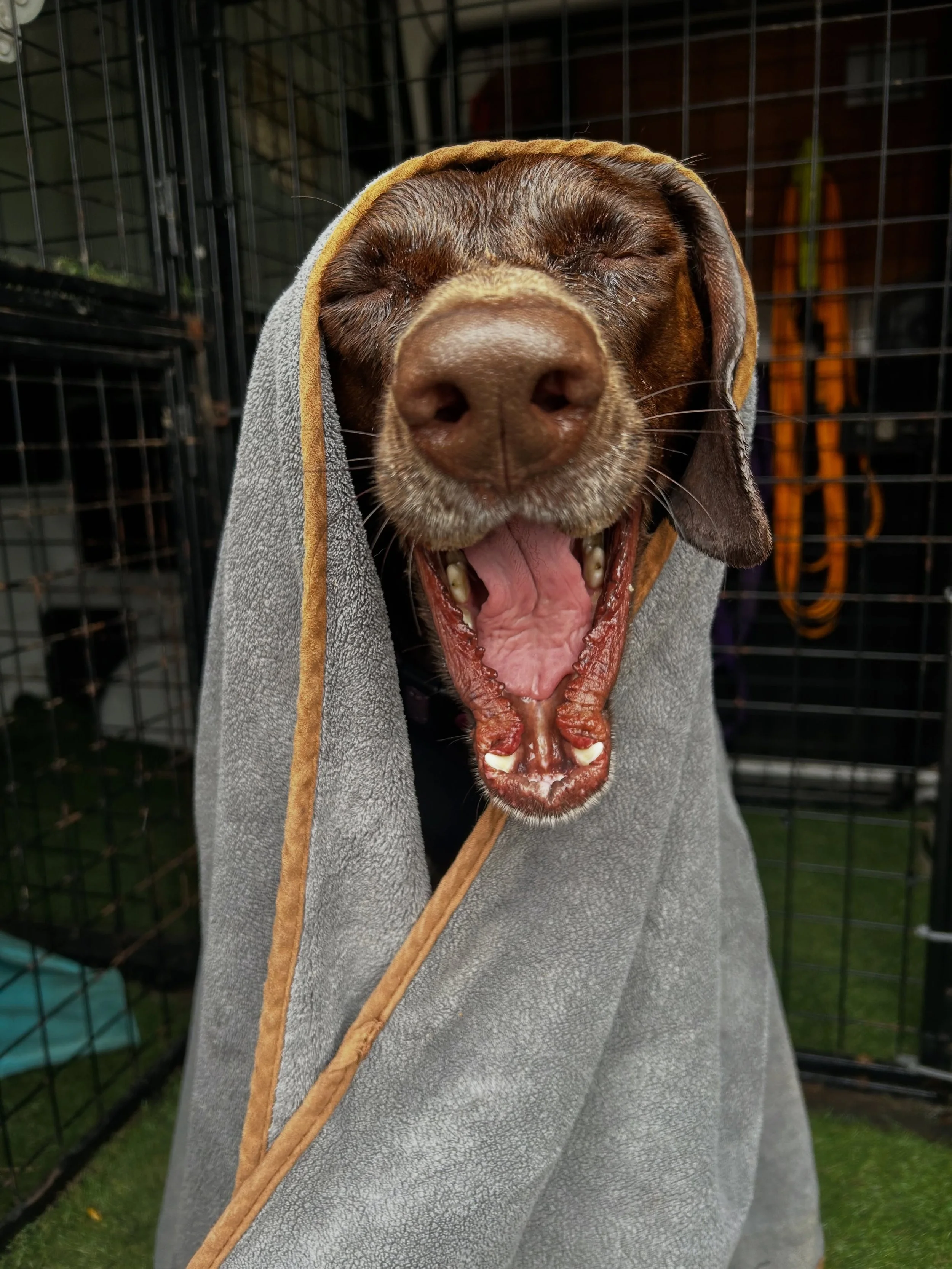 It was another wet &amp; wild day for us today! 🌧️🐾

We also got the chance to visit Nova - Nova is recovering from surgery on her leg so isn&rsquo;t able to join our groups at the moment. We took her on a very short &amp; careful walk to help get 