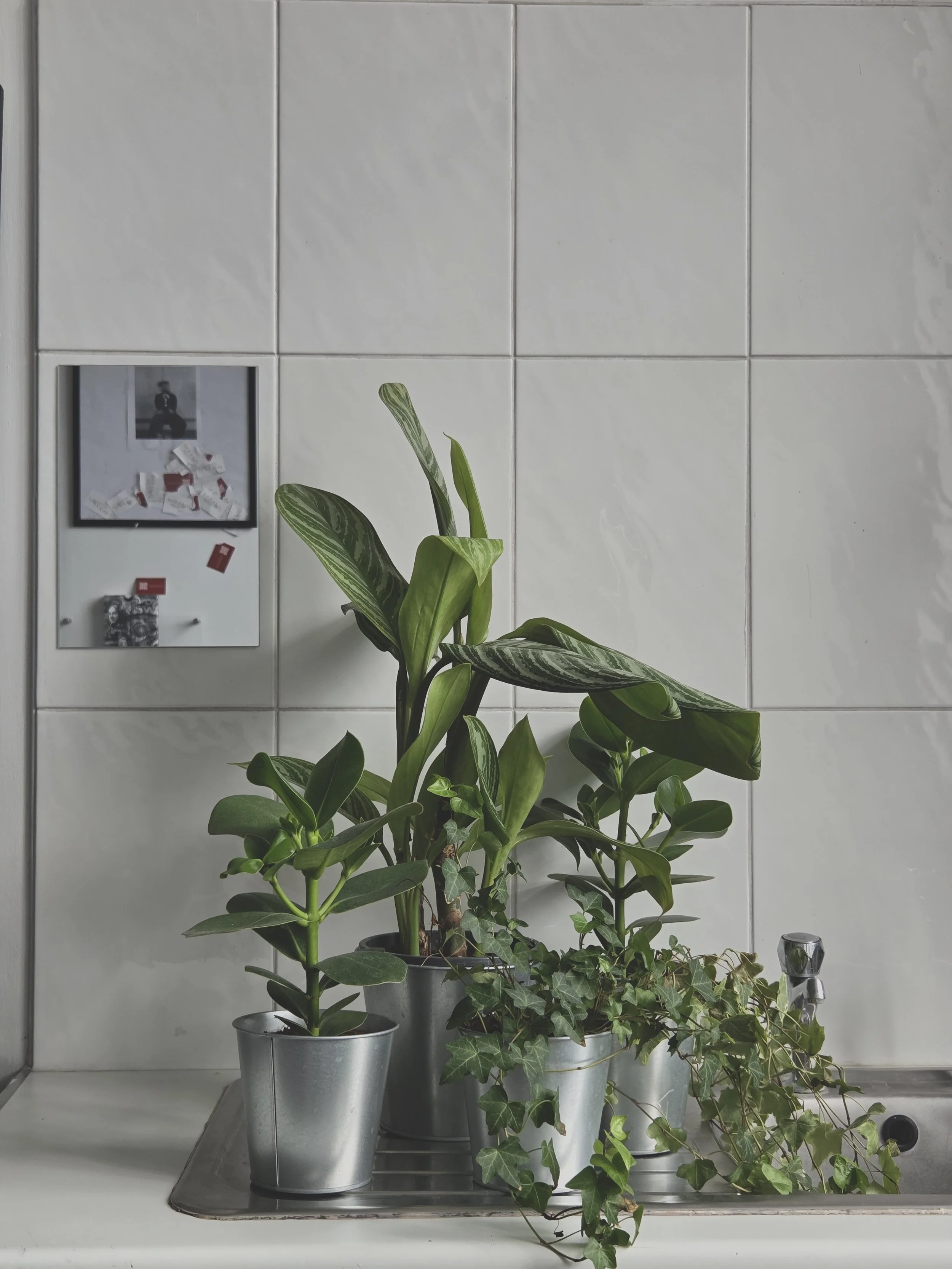 houseofbestplants.jpg