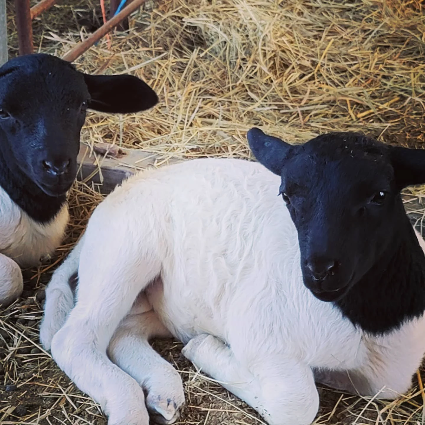 Double D Farm photo 11